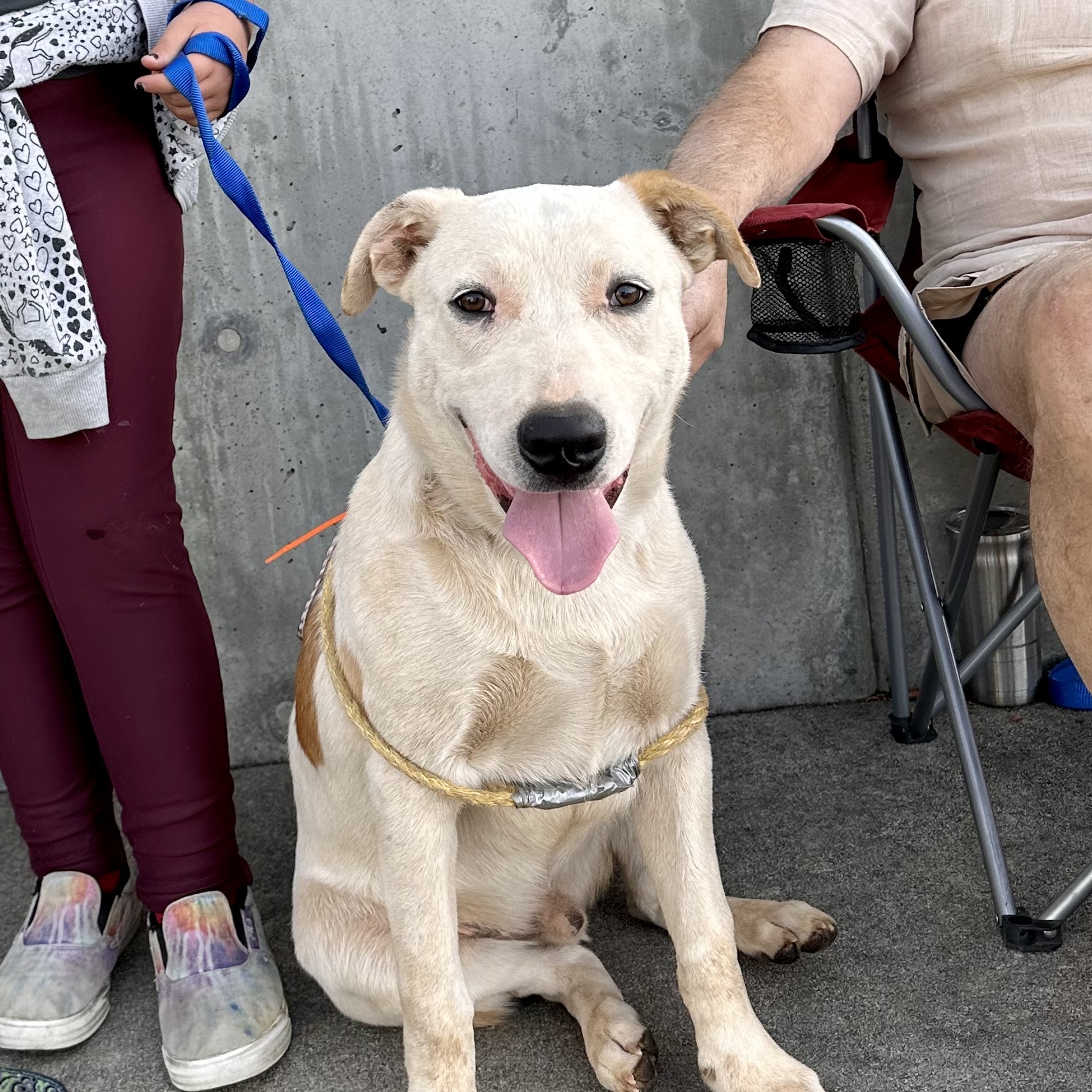 Enlarge Poker 0124, a Adoptable mixed breed in Sonora, CA image 1/6