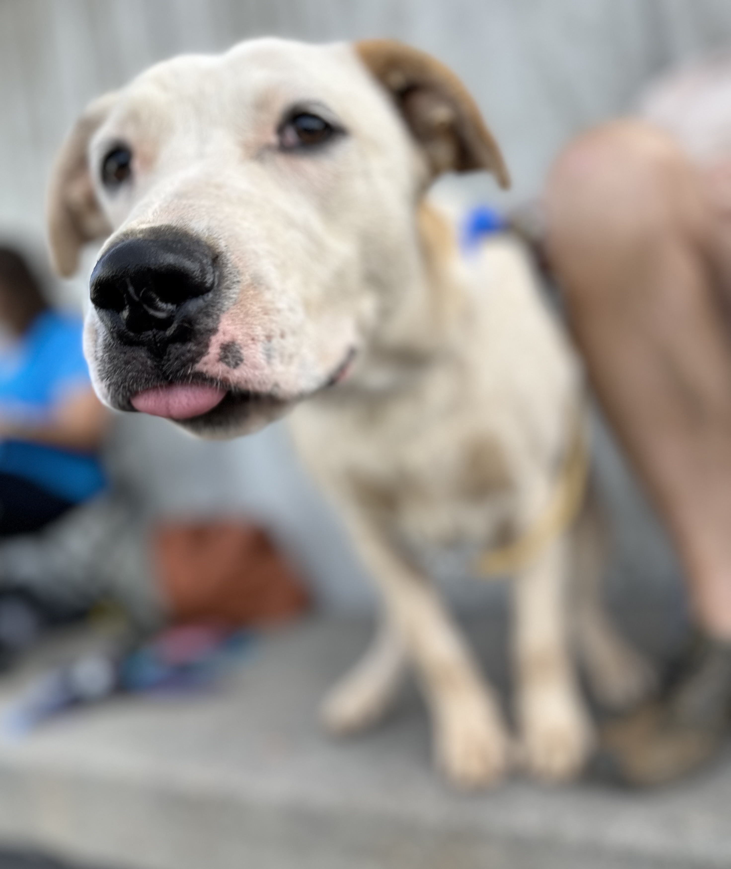 Enlarge Poker 0124, a Adoptable mixed breed in Sonora, CA image 3/6