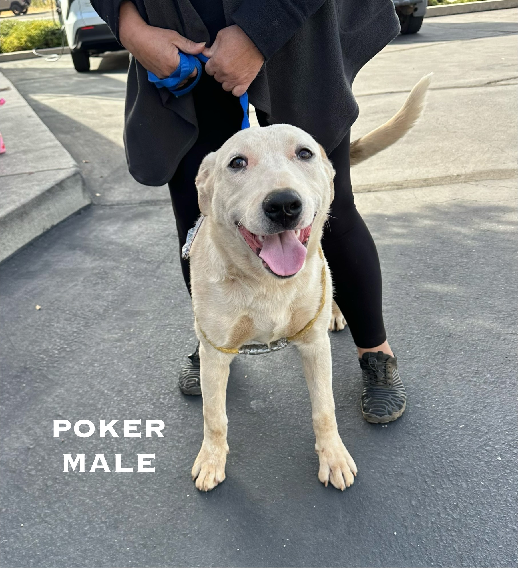 Enlarge Poker 0124, a Adoptable mixed breed in Sonora, CA image 4/6