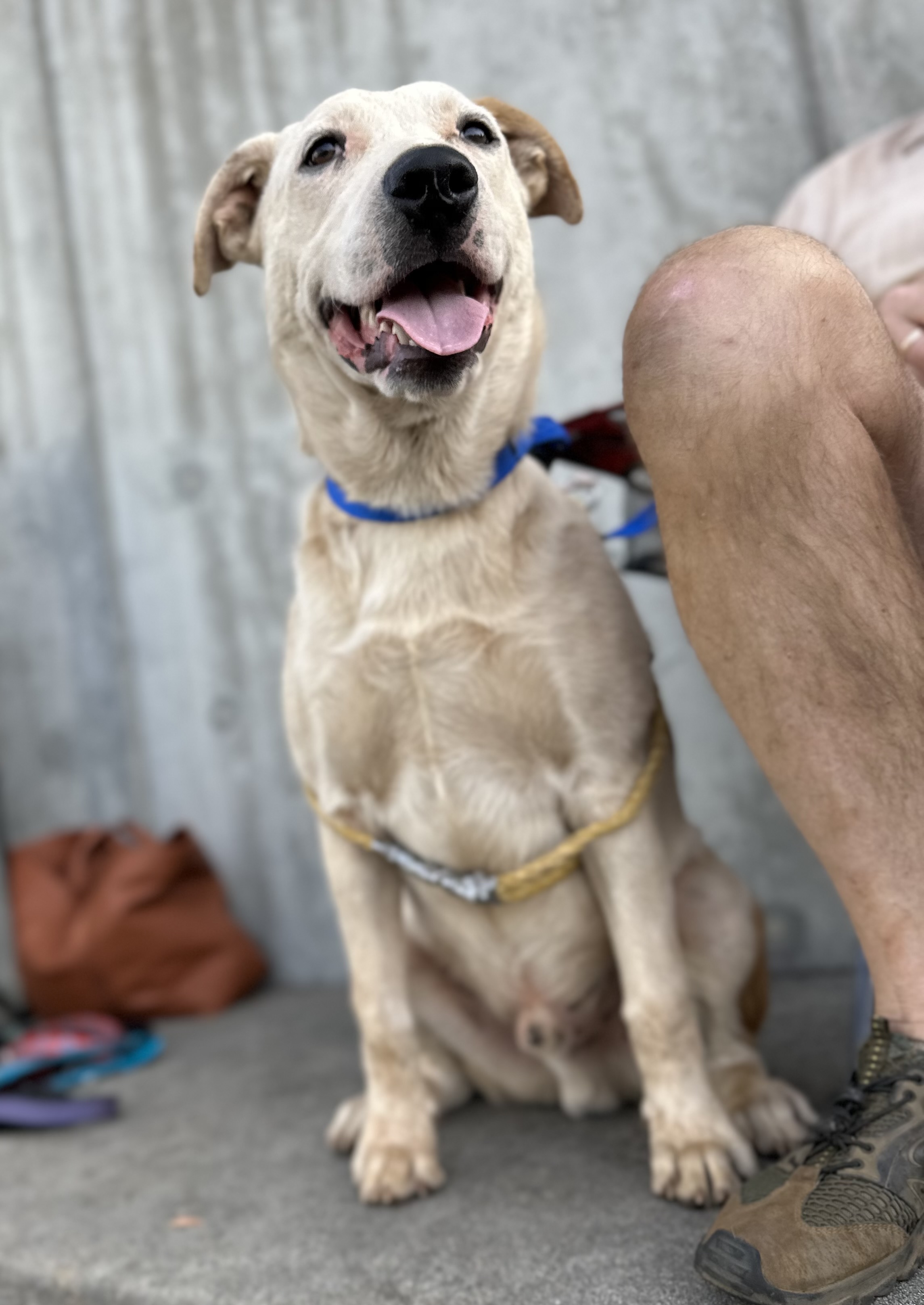 Enlarge Poker 0124, a Adoptable mixed breed in Sonora, CA image 5/6