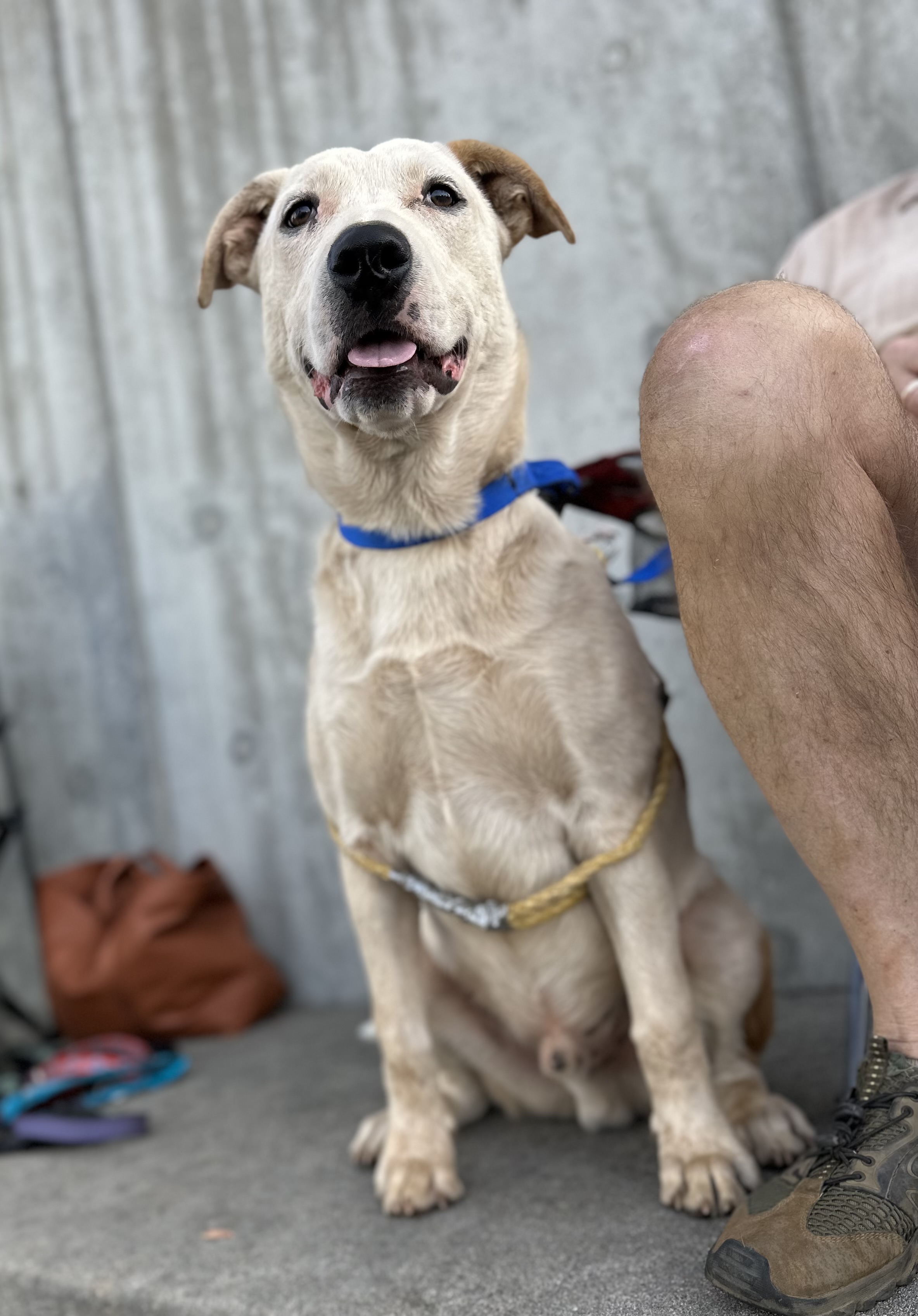 Enlarge Poker 0124, a Adoptable mixed breed in Sonora, CA image 6/6