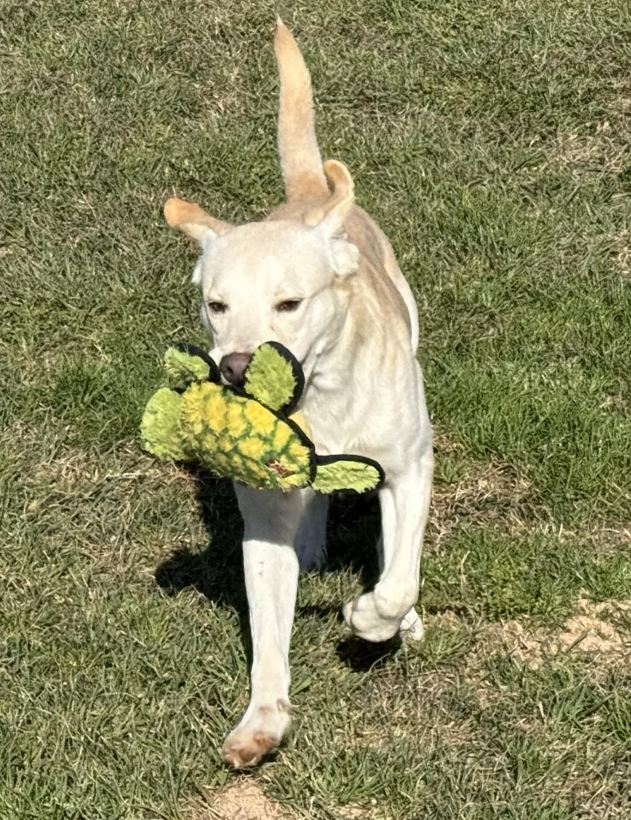 Enlarge Finnie, a ADOPTABLE mixed breed in Point Clear, AL image 4/6