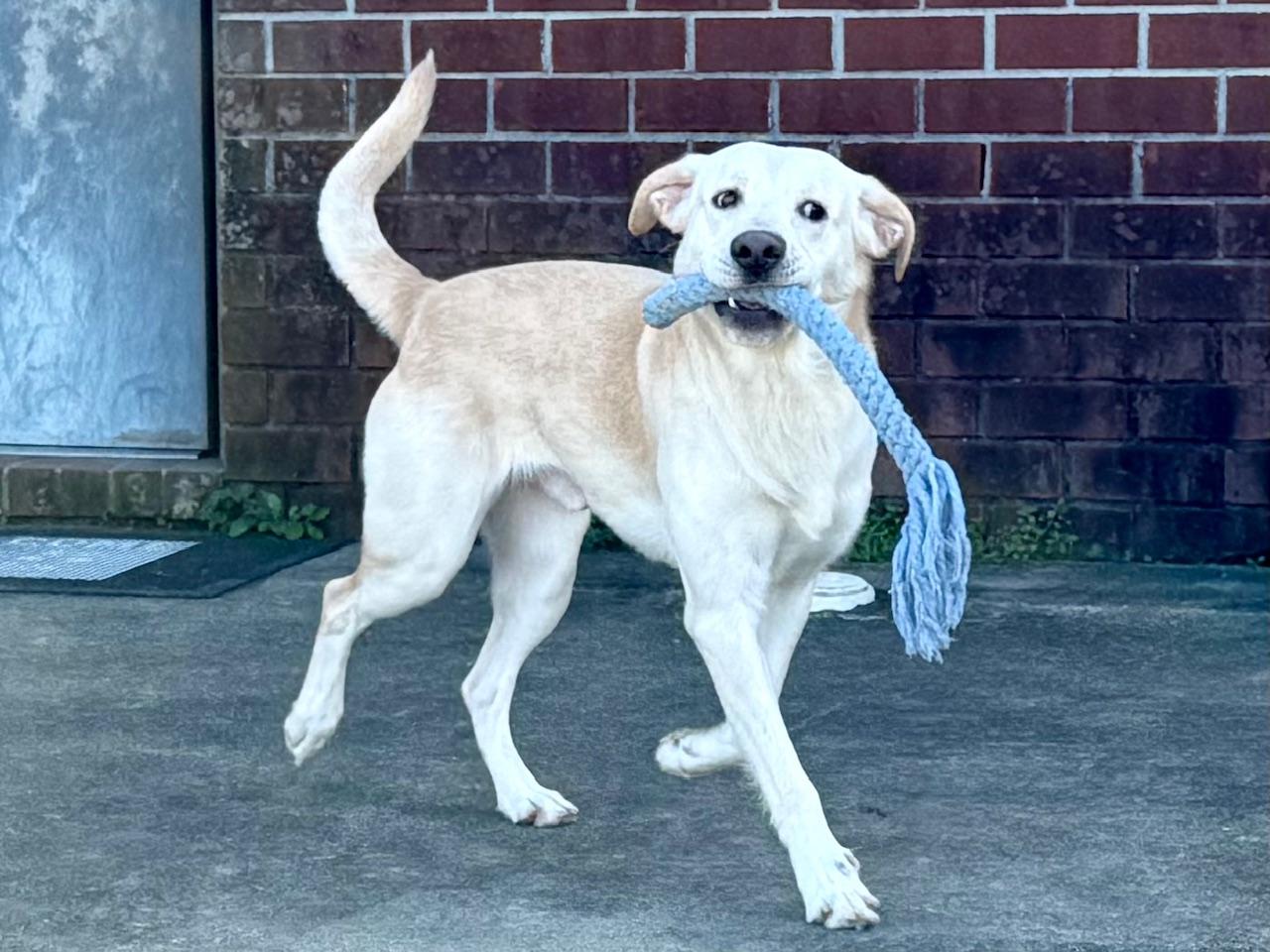 Enlarge Finnie, a ADOPTABLE mixed breed in Point Clear, AL image 5/6