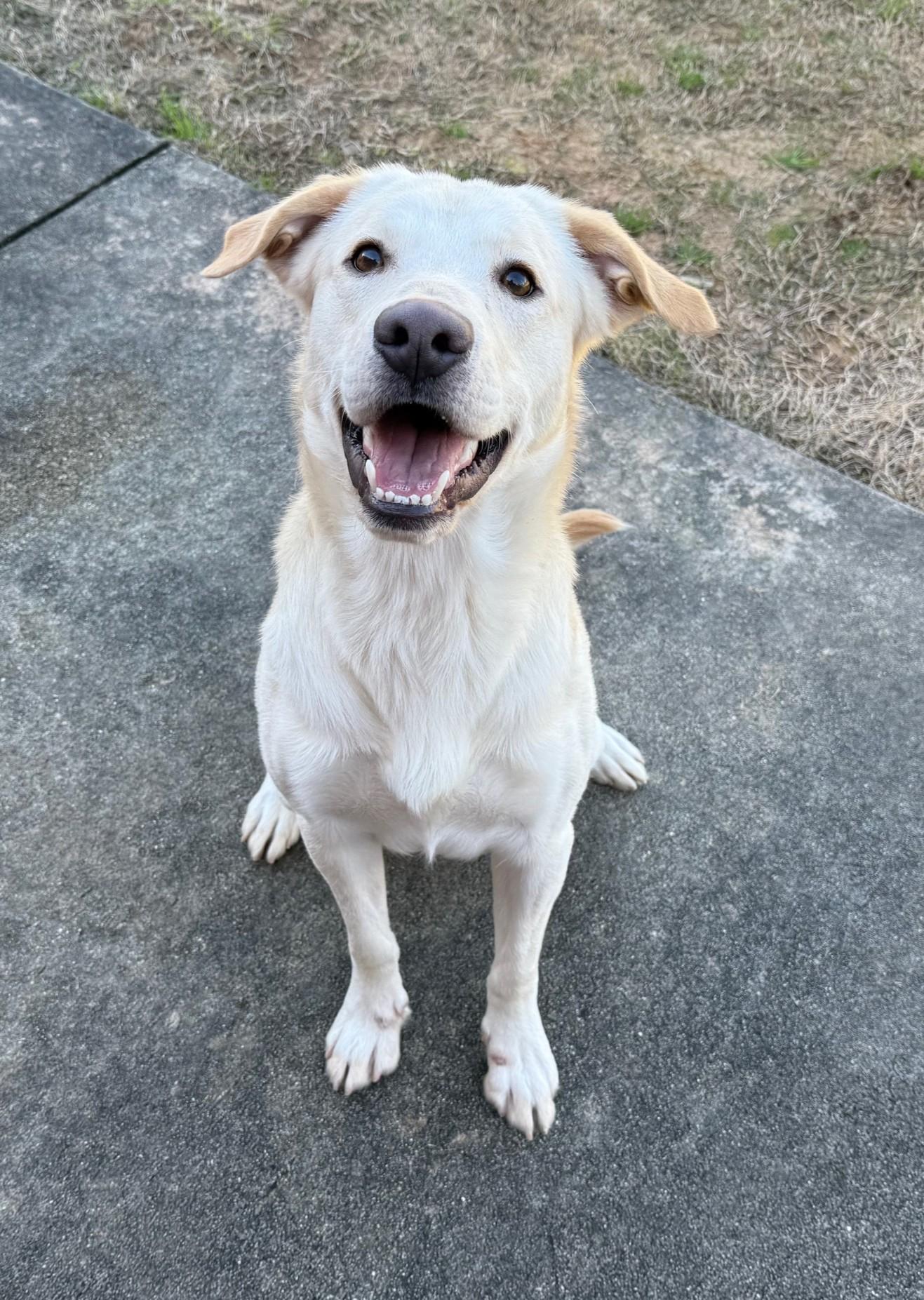 Finnie, ADOPTABLE, Young Male Labrador Retriever.
