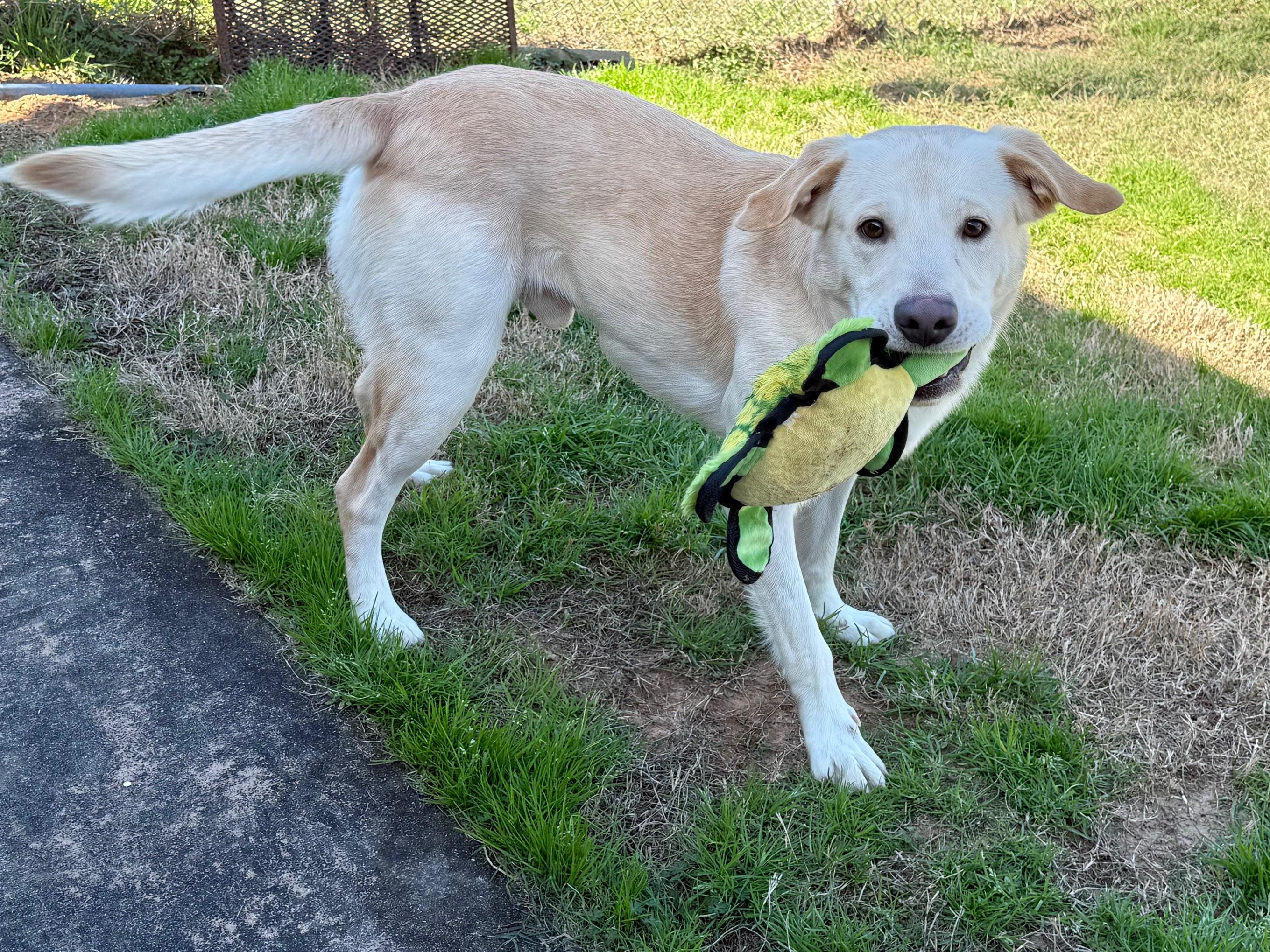 Enlarge Finnie, a ADOPTABLE mixed breed in Point Clear, AL image 3/6