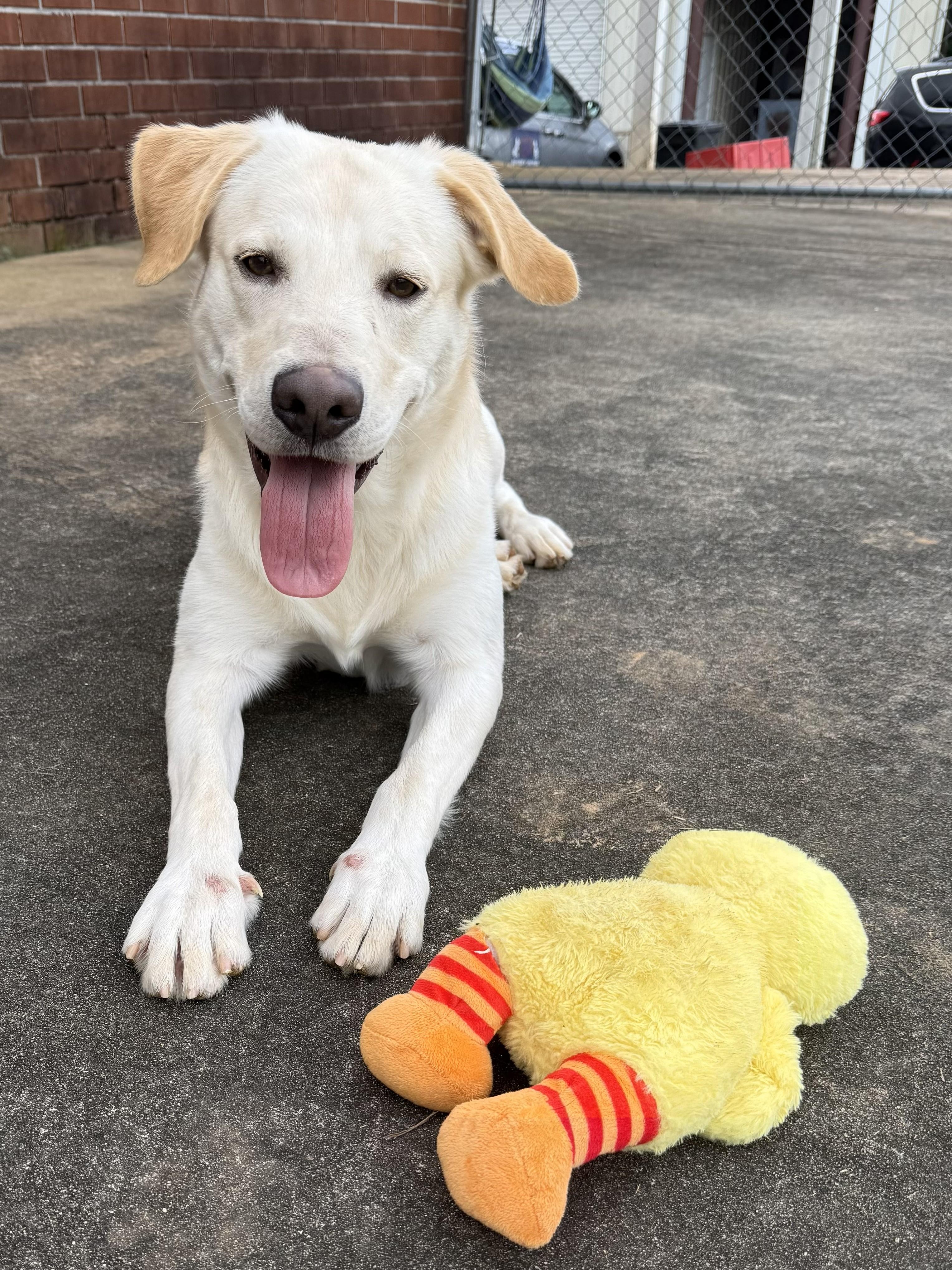 Enlarge Finnie, a ADOPTABLE mixed breed in Point Clear, AL image 2/6