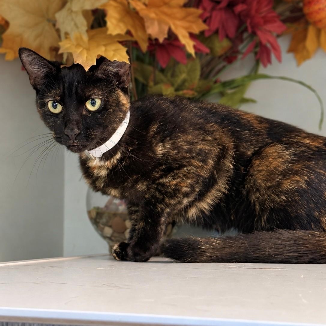 Enlarge Stella, a Adoptable Tortoiseshell in Syosset, NY image 1/1