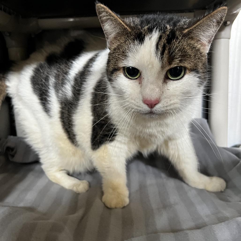 Chloe, Adoptable, Senior Female Domestic Short Hair.