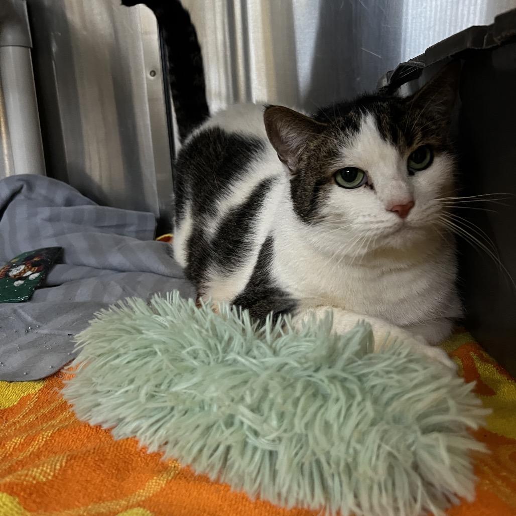Enlarge Chloe, a Adoptable Domestic Short Hair in Harrisville, WV image 2/3