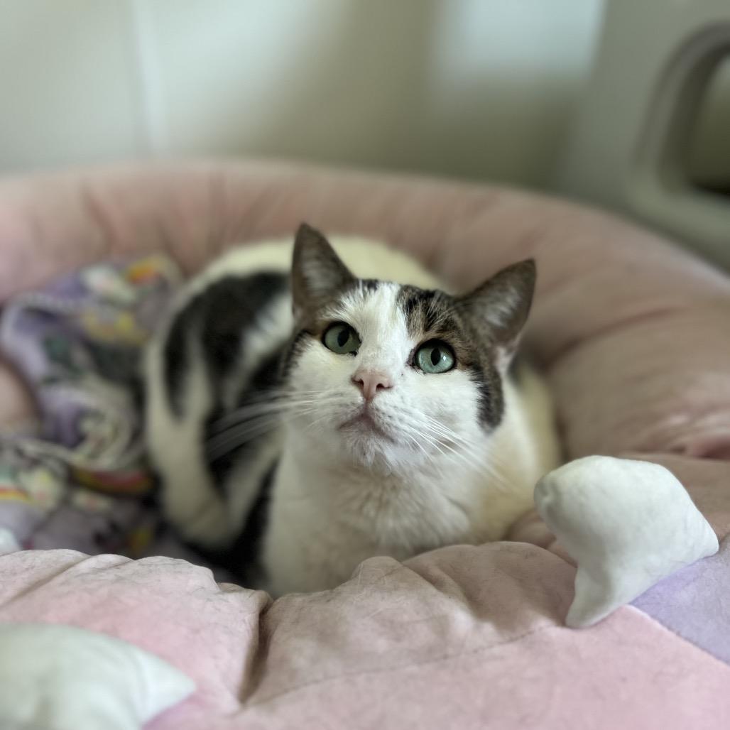 Enlarge Chloe, a Adoptable Domestic Short Hair in Harrisville, WV image 3/3