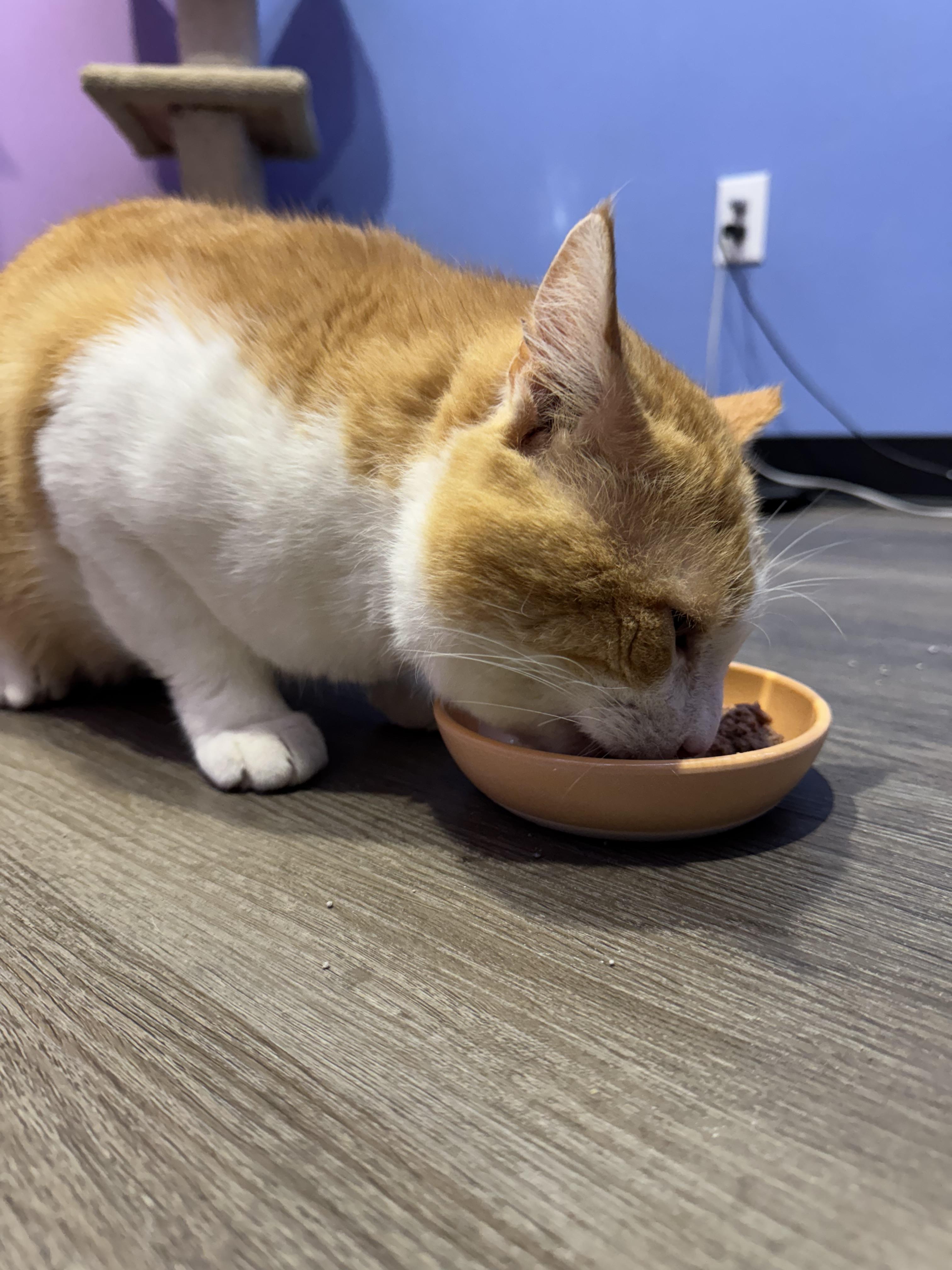 BUDDY, a Adoptable Domestic Short Hair in Flint, TX image 3/5