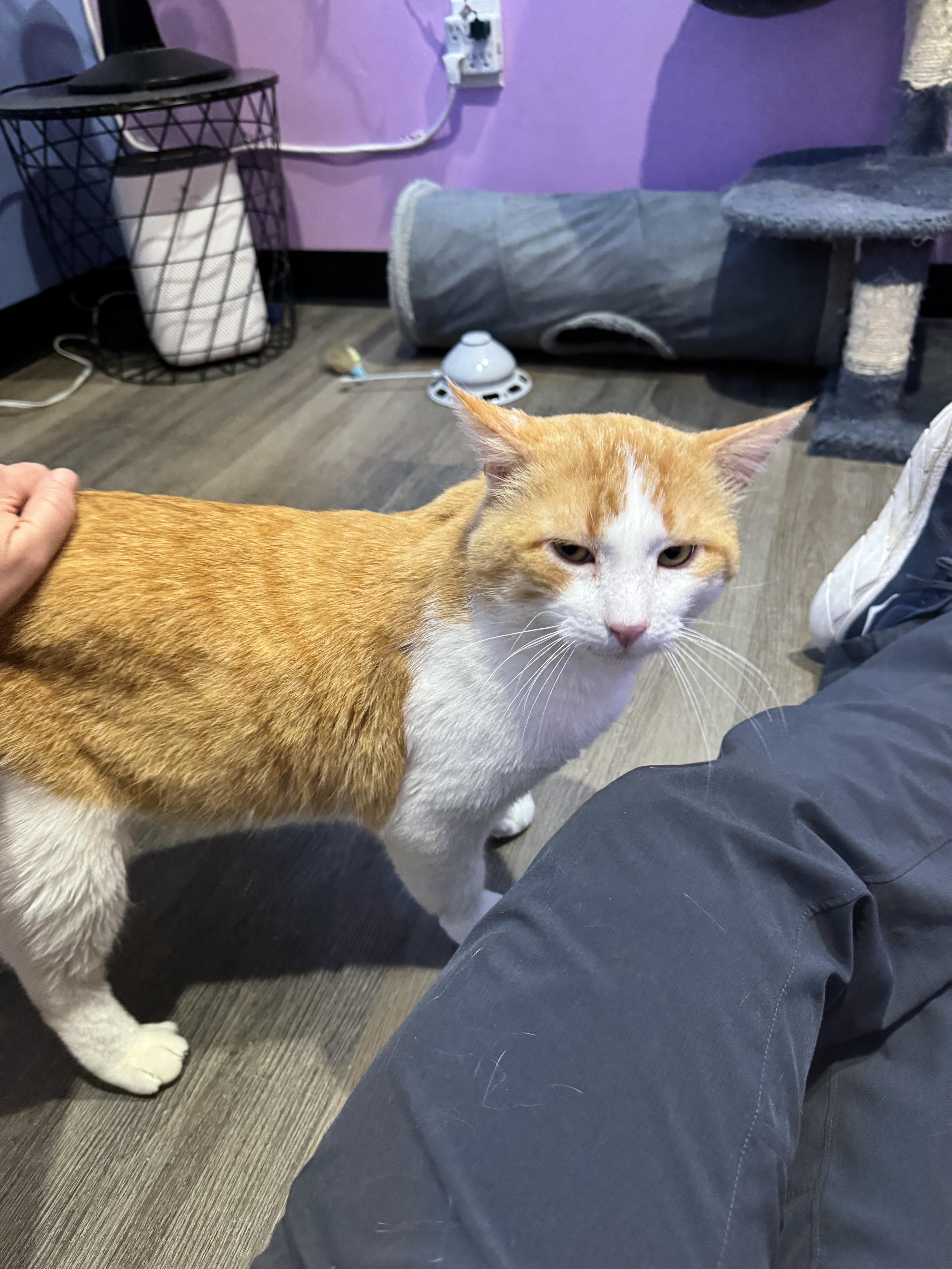 BUDDY, a Adoptable Domestic Short Hair in Flint, TX image 4/5