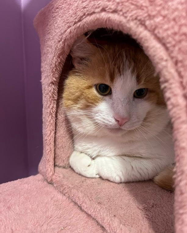 BUDDY, Adoptable, Adult Male Domestic Short Hair.