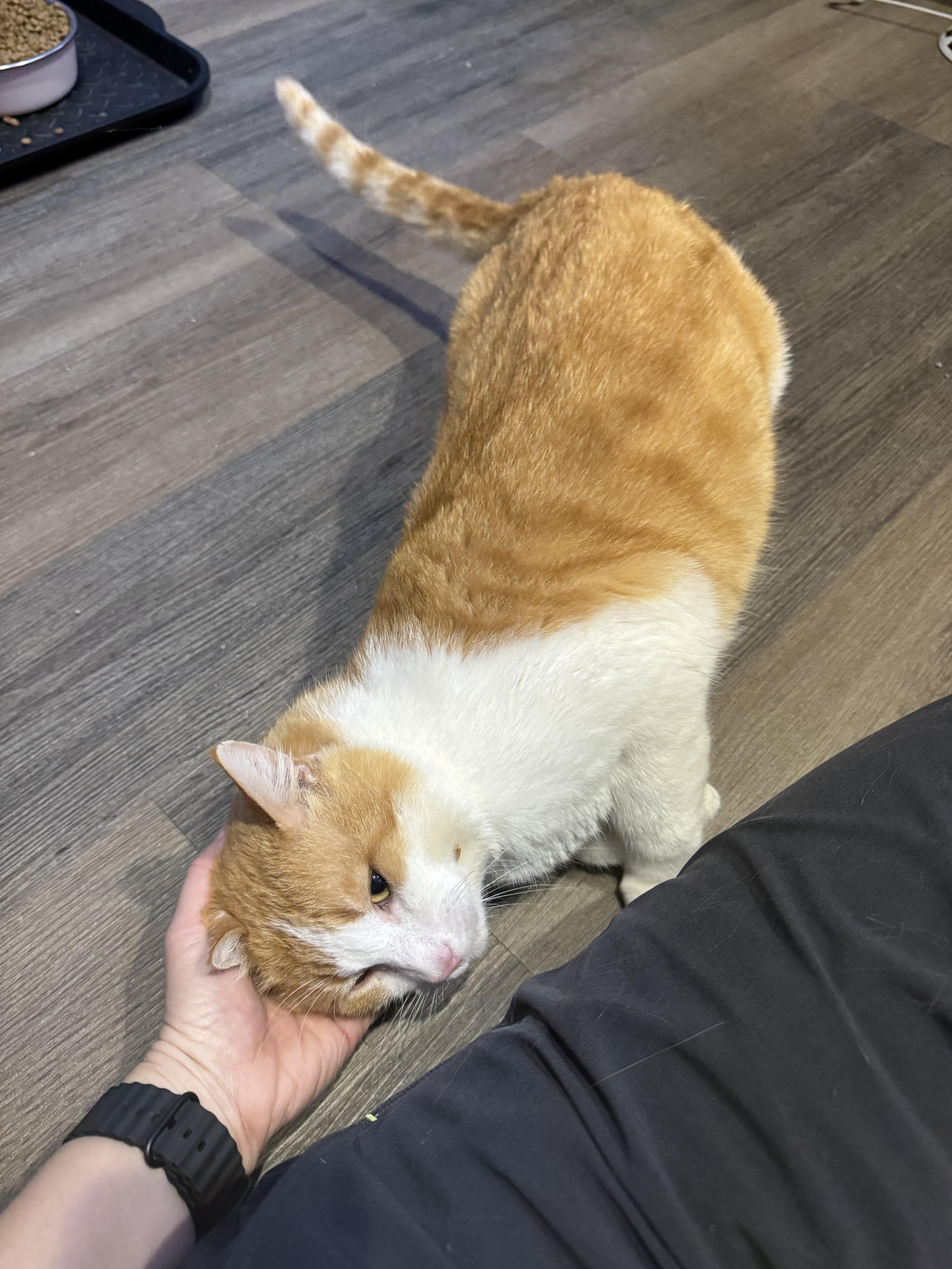 BUDDY