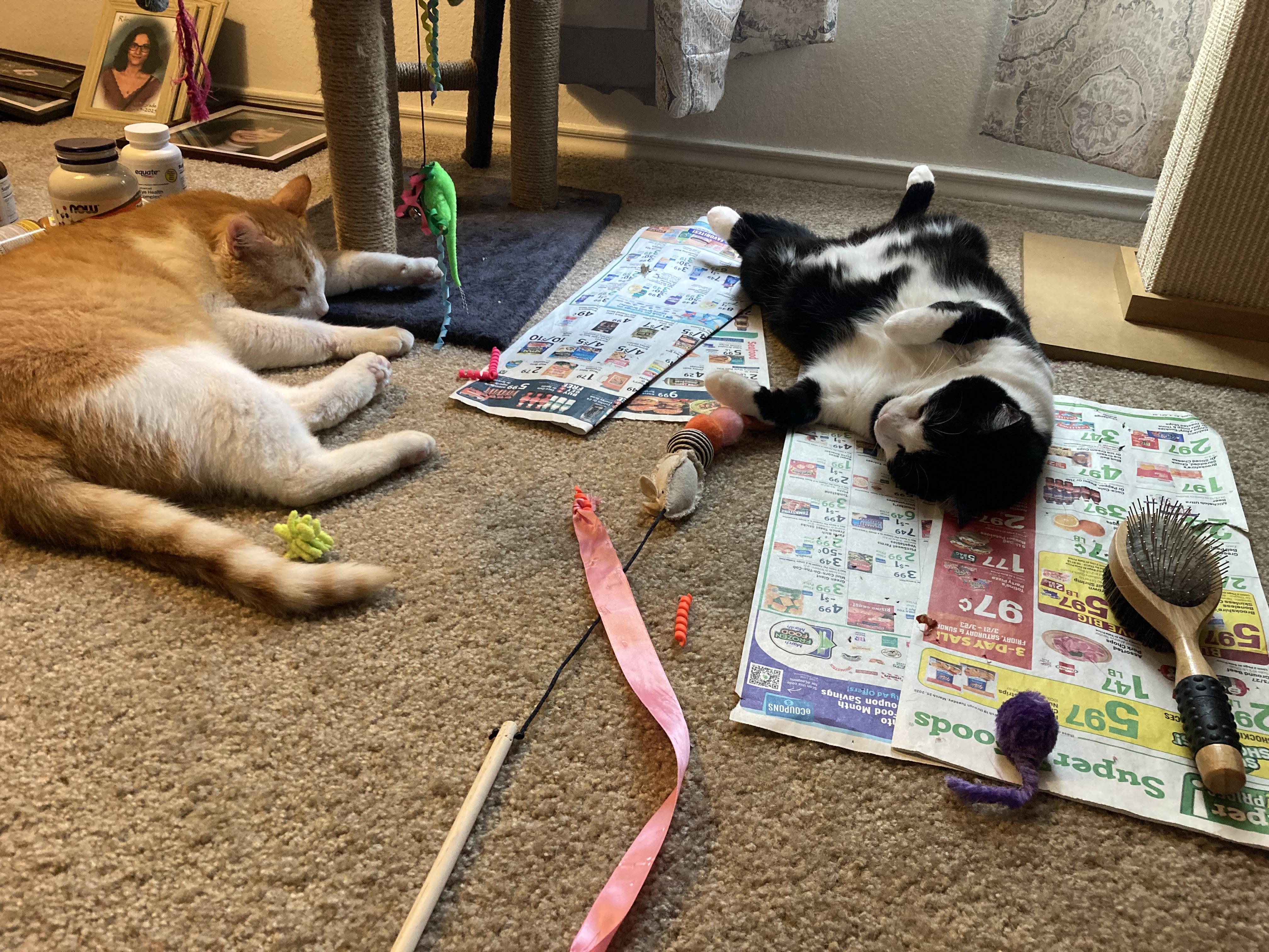 BUDDY, a Adoptable Domestic Short Hair in Flint, TX image 5/5