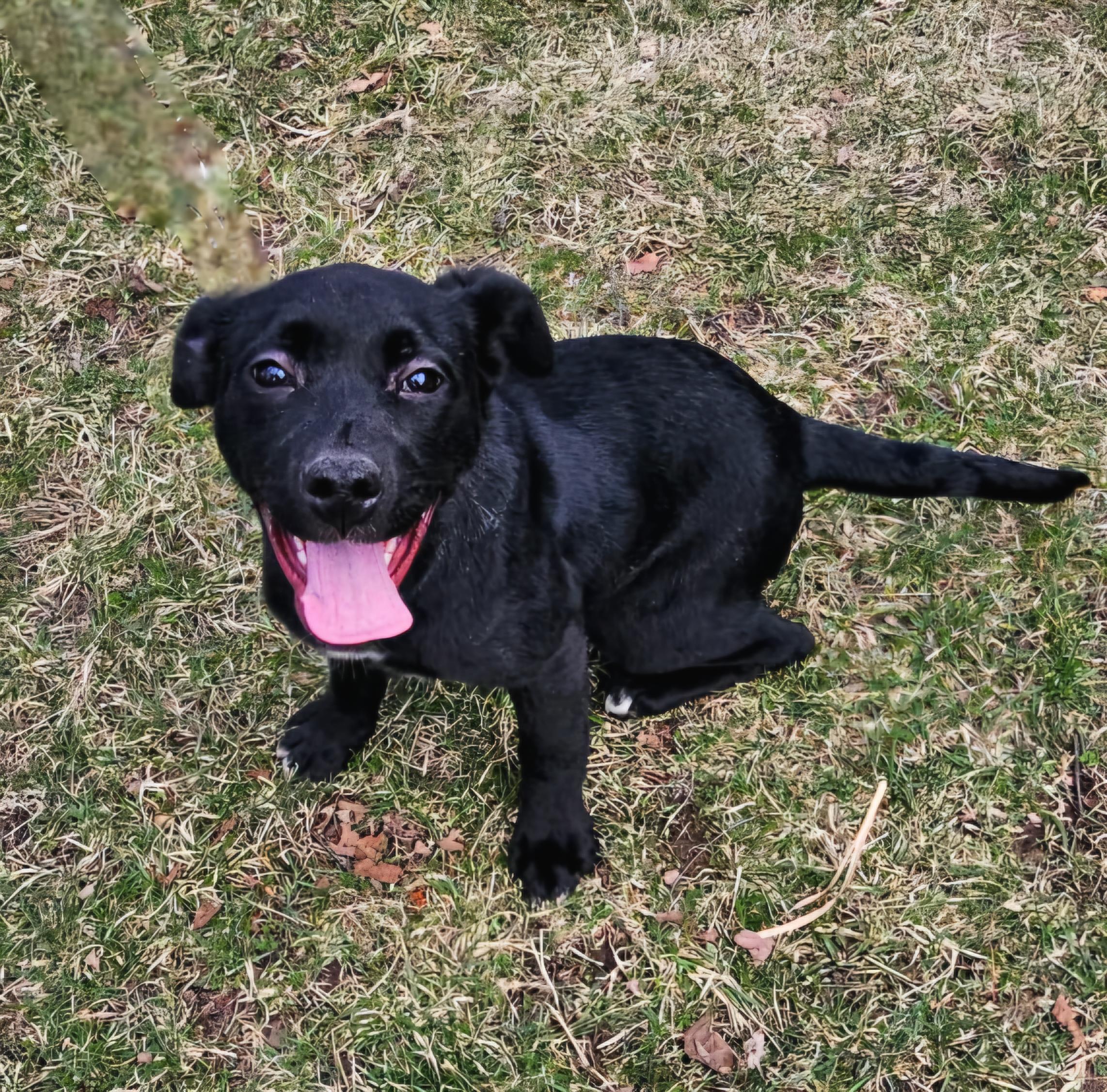 Lucy, a Adoptable mixed breed in Arlington Heights, IL image 2/6