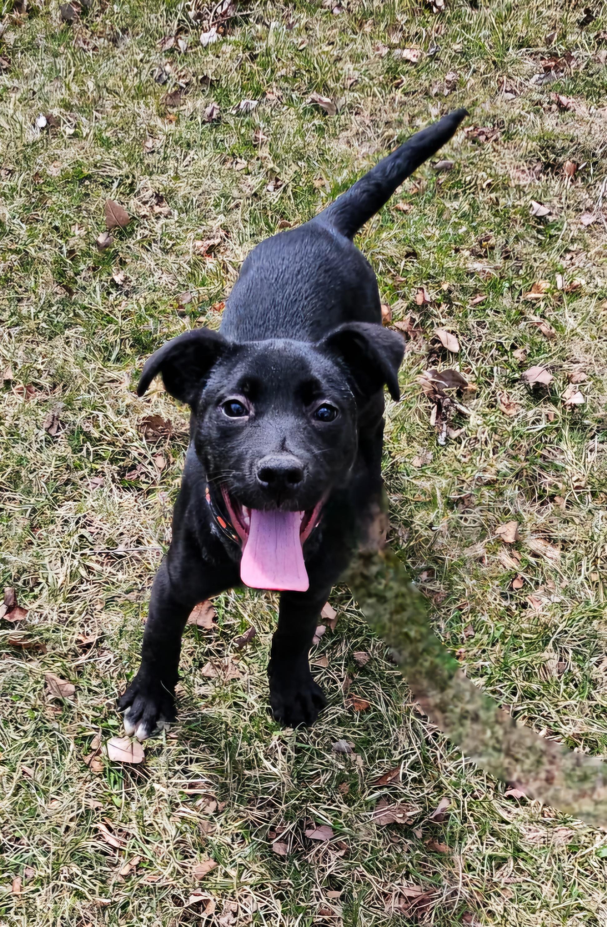 Lucy, a Adoptable mixed breed in Arlington Heights, IL image 3/6