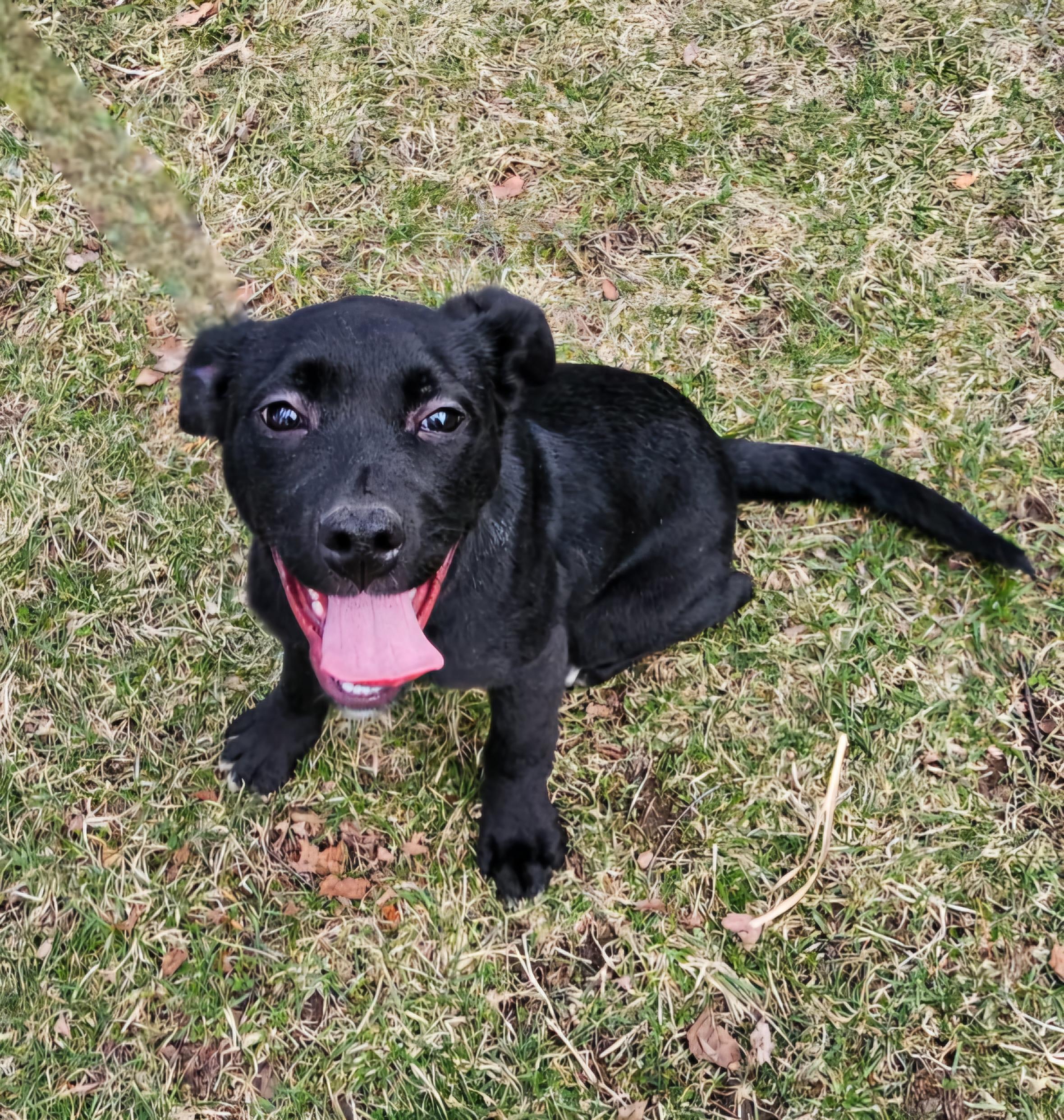 Lucy, a Adoptable mixed breed in Arlington Heights, IL image 4/6