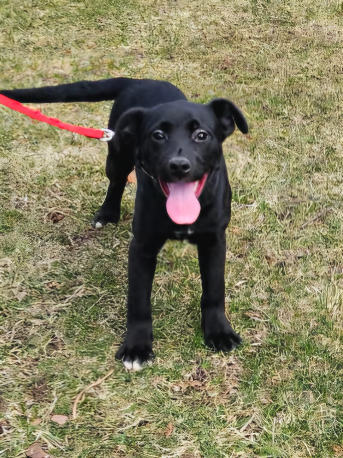 Lucy, a Adoptable mixed breed in Arlington Heights, IL image 5/6