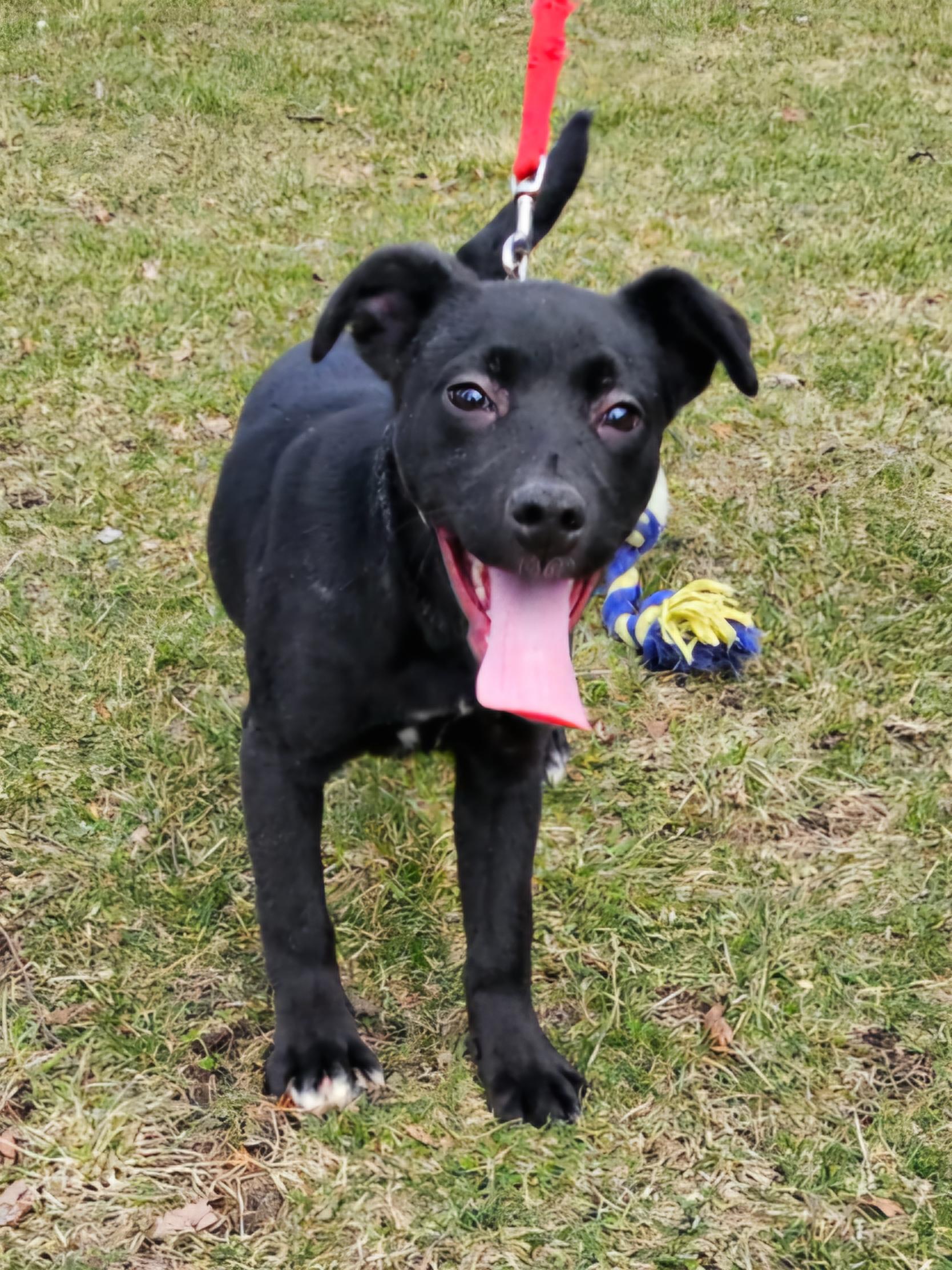 Lucy, a Adoptable mixed breed in Arlington Heights, IL image 1/6