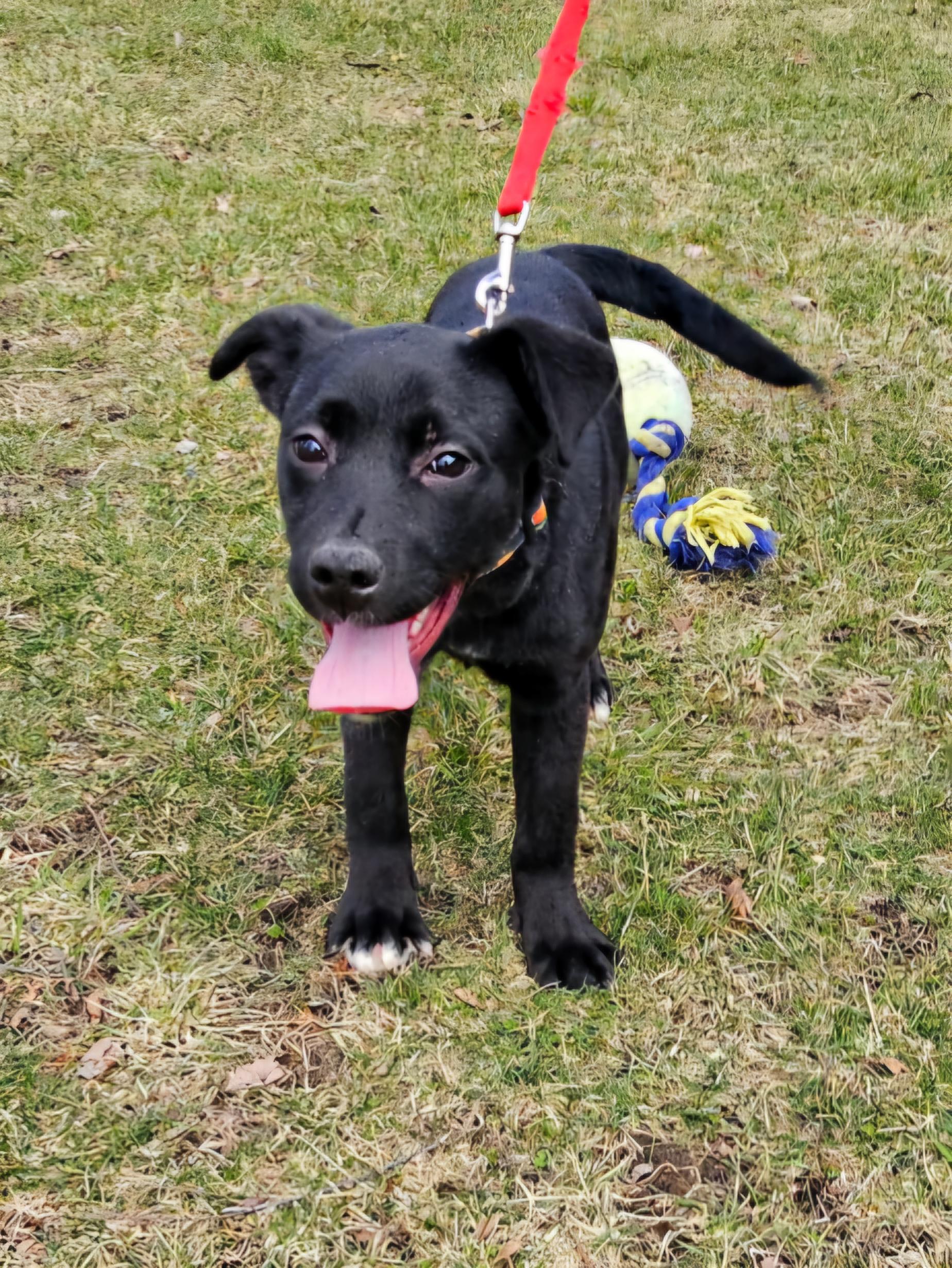 Lucy, a Adoptable mixed breed in Arlington Heights, IL image 6/6