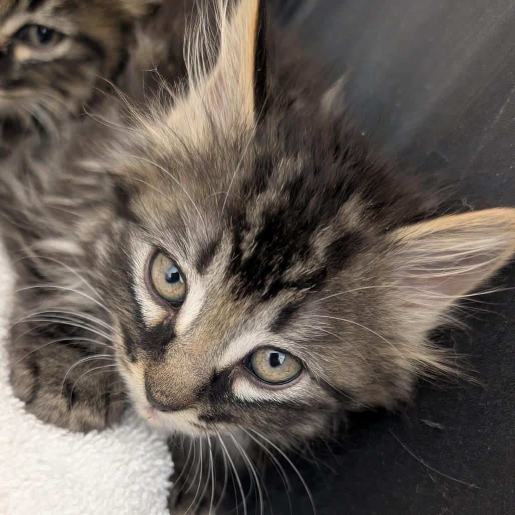 Oreo