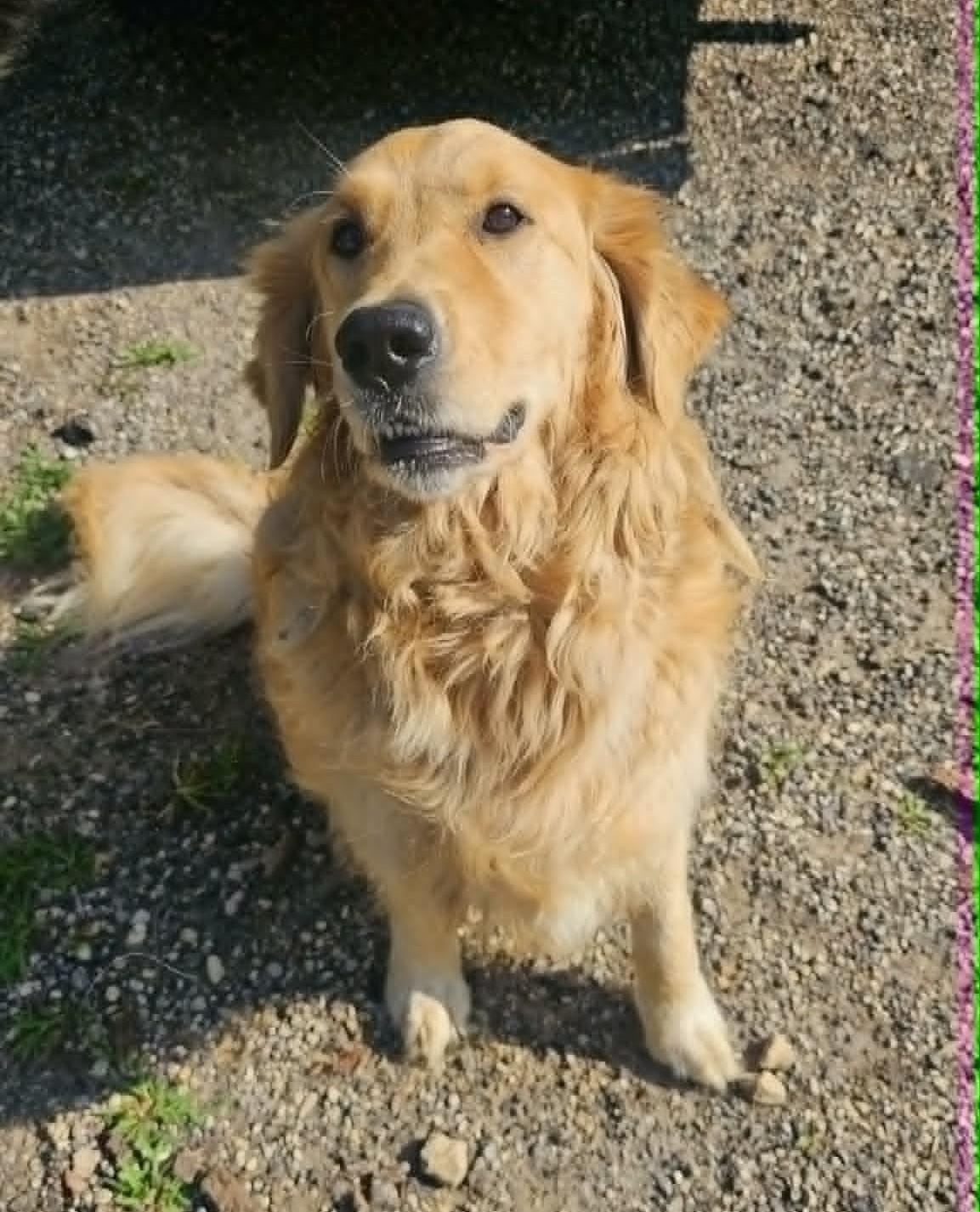 Jesse, adopted, Adult Male Golden Retriever.