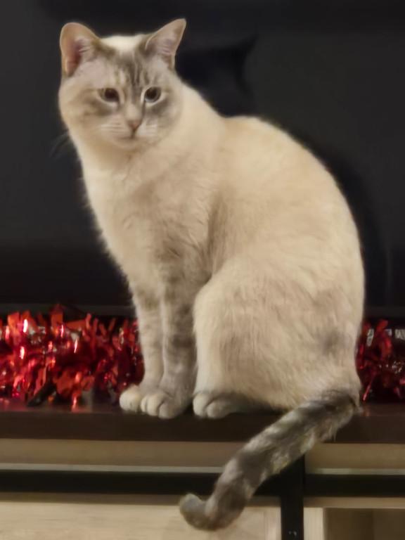 Blue, ADOPTABLE, Young Female American Shorthair.