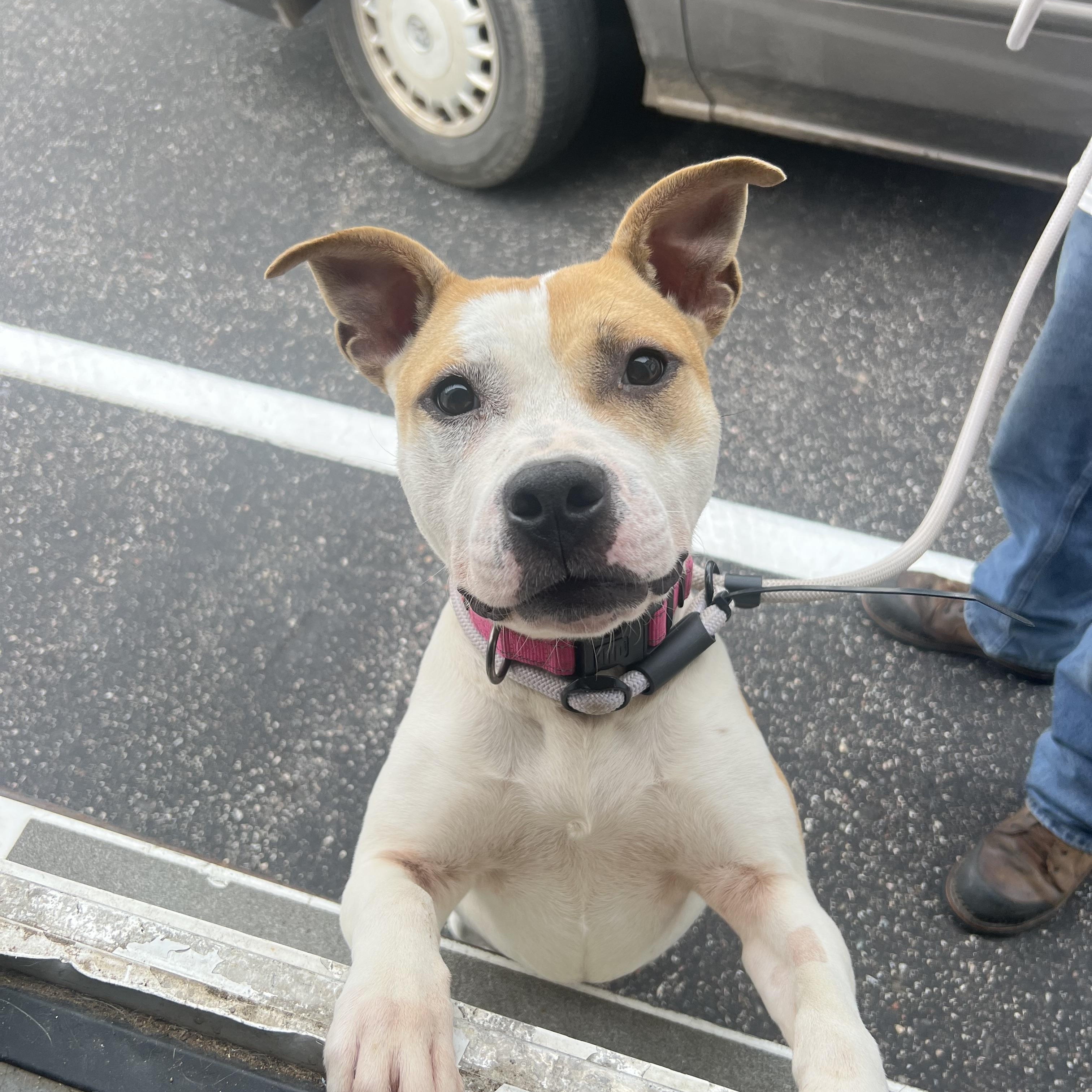 Destiny, Adult Female Pit Bull Terrier