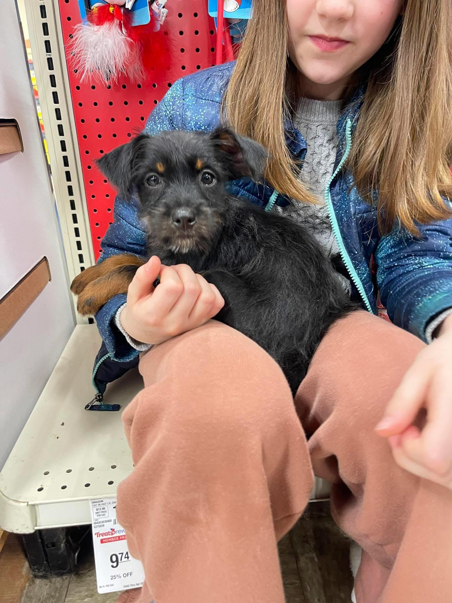 Enlarge Skittles, an adopted mixed breed in Winter, WI image 3/5