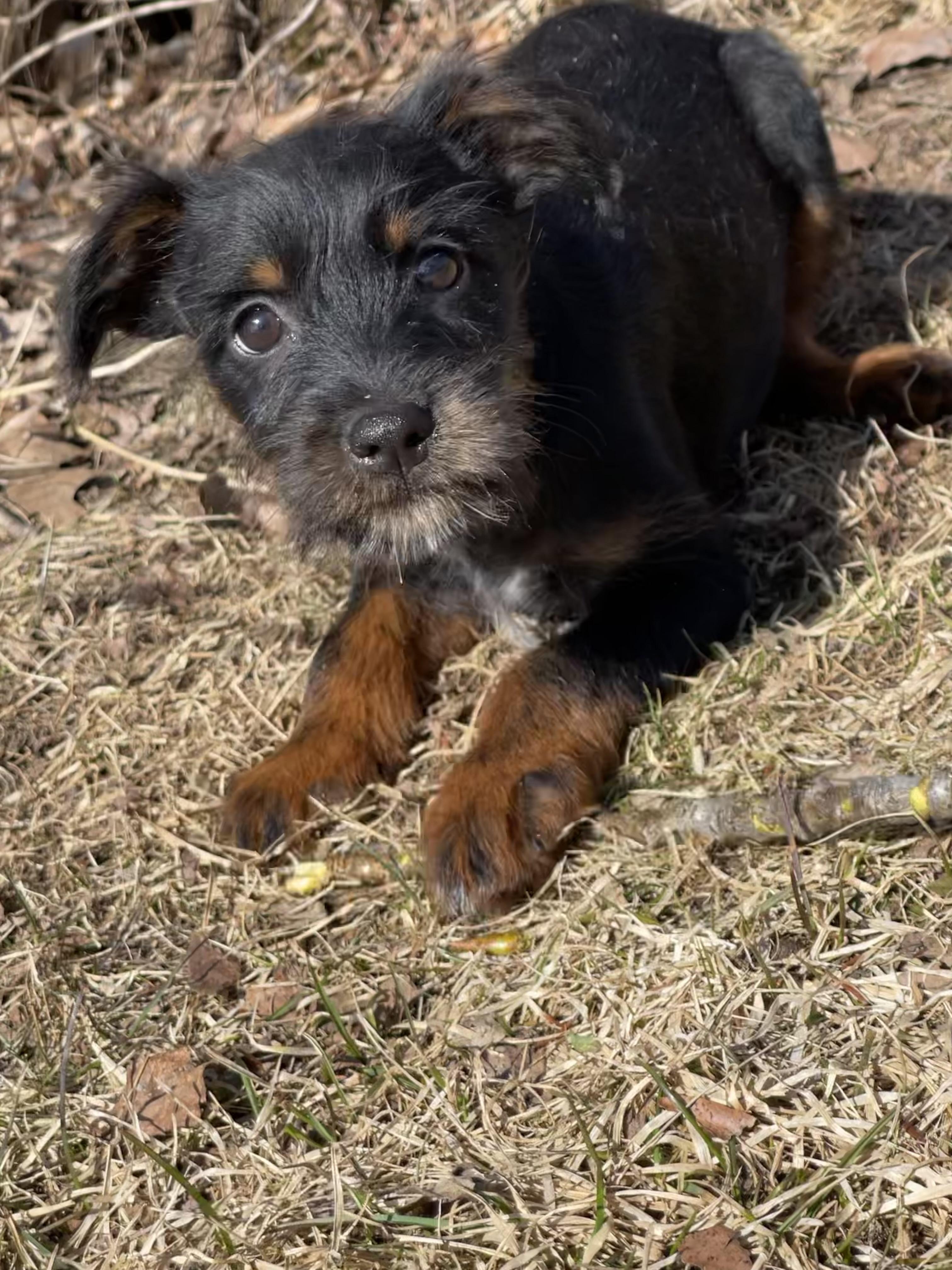 Enlarge Skittles, an adopted mixed breed in Winter, WI image 5/5