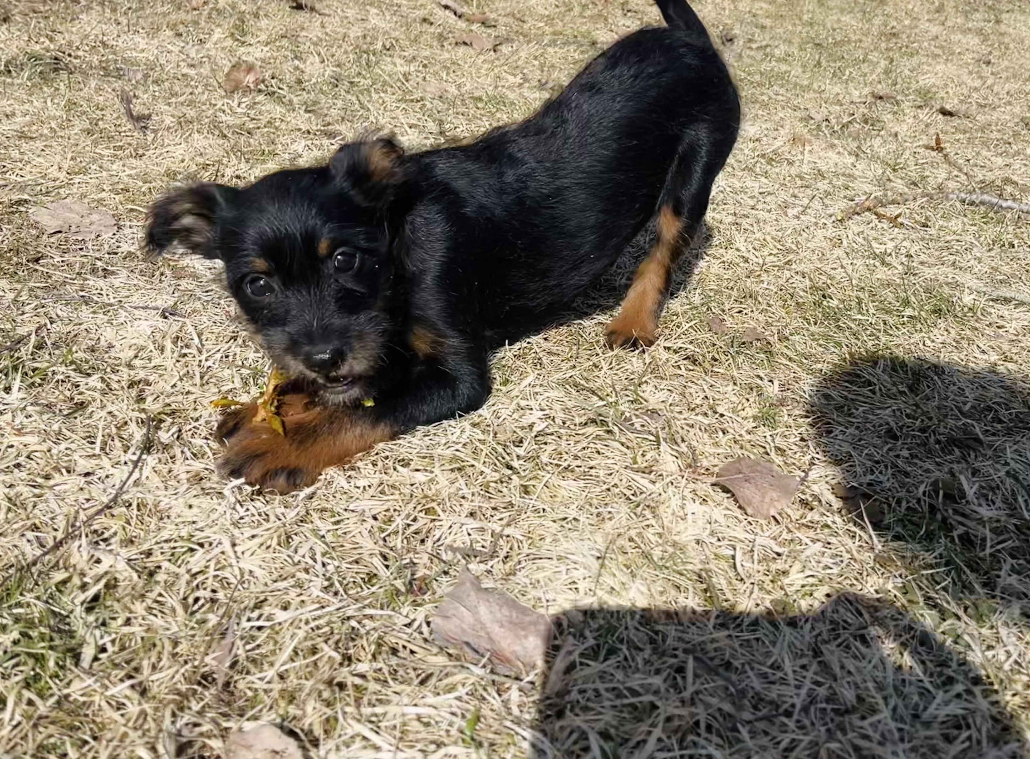 Enlarge Skittles, an adopted mixed breed in Winter, WI image 2/5