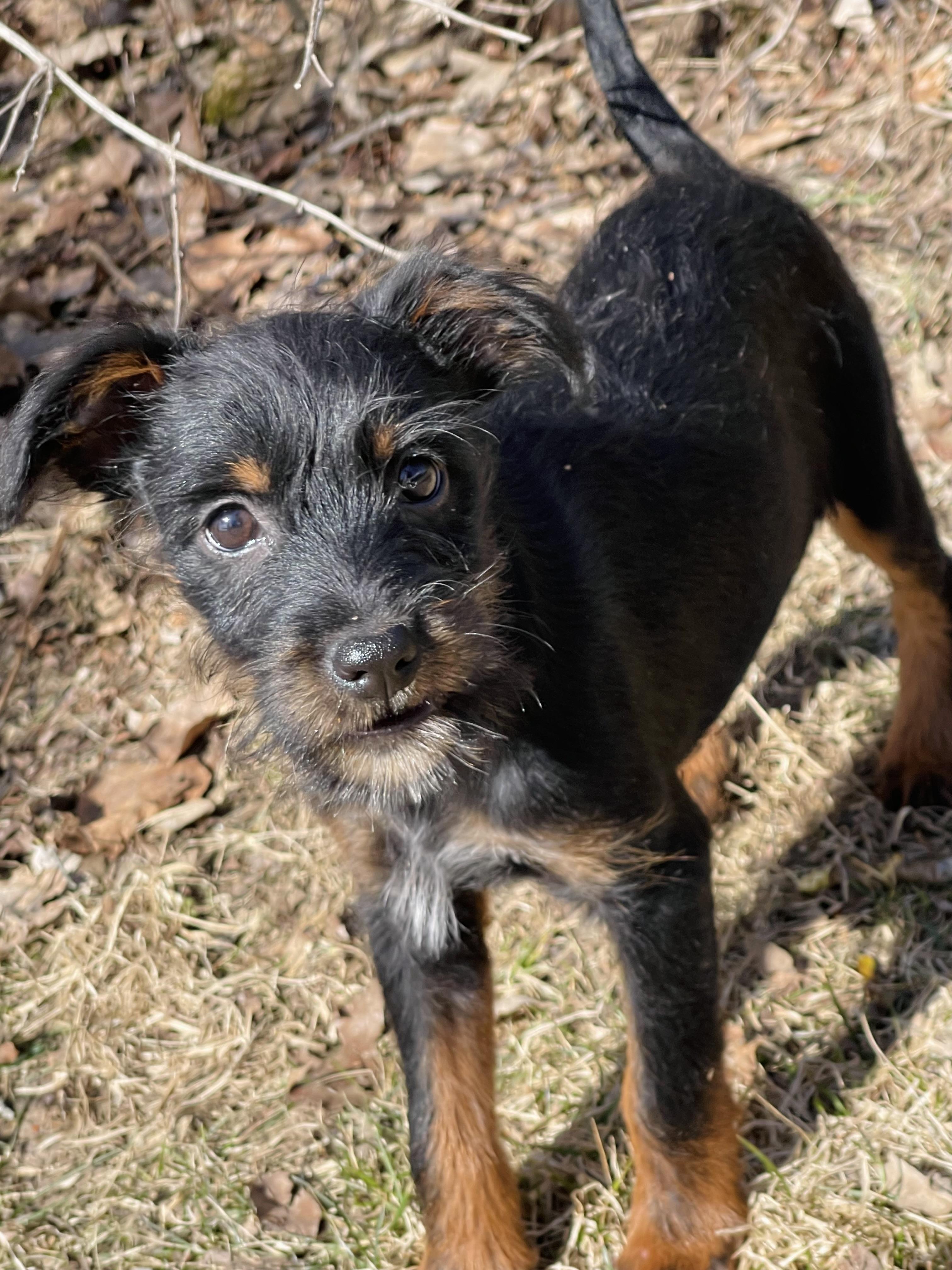 Enlarge Skittles, an adopted mixed breed in Winter, WI image 1/5