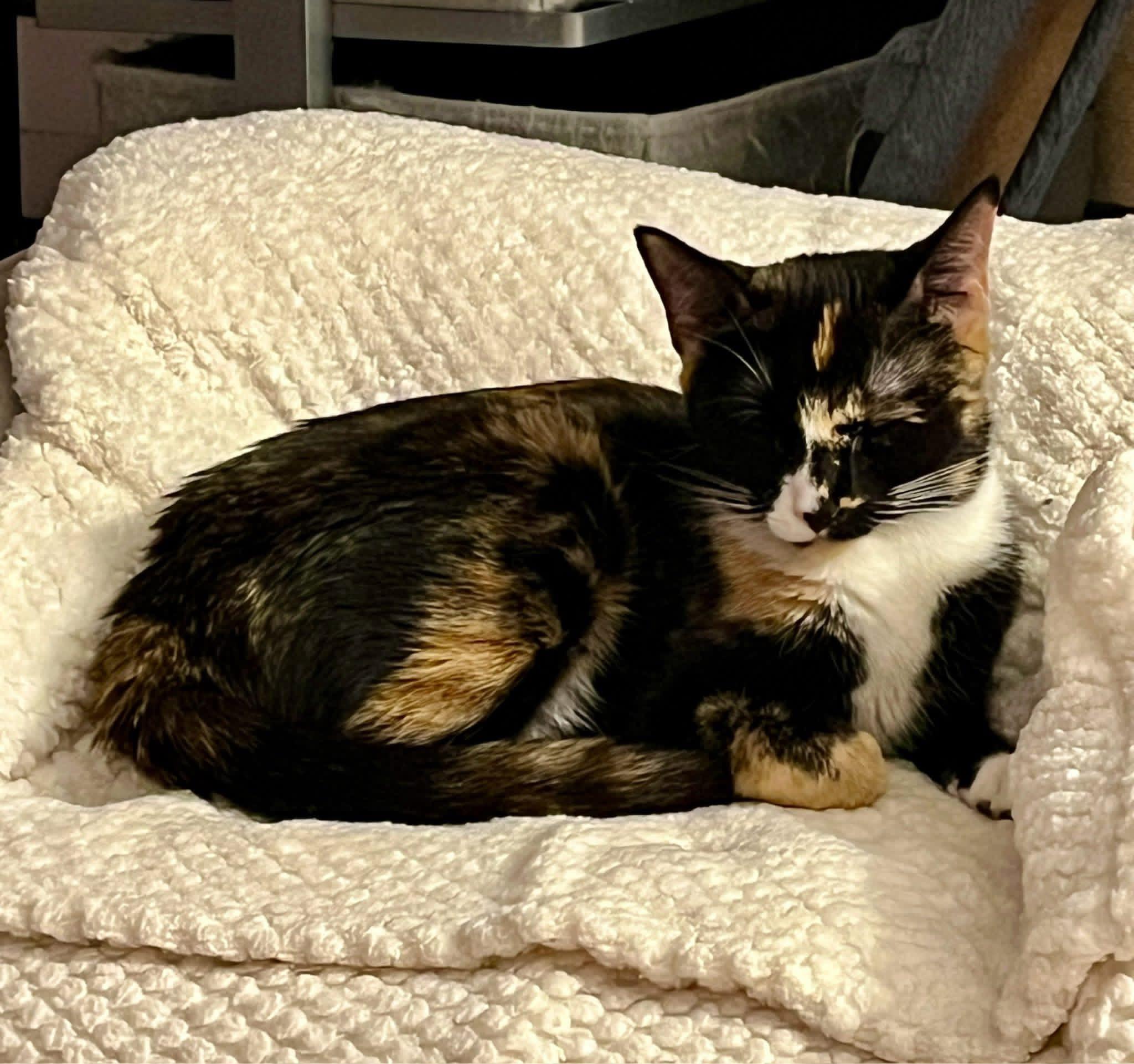 Enlarge Chloe , an adopted Calico in Enfield, CT image 3/3