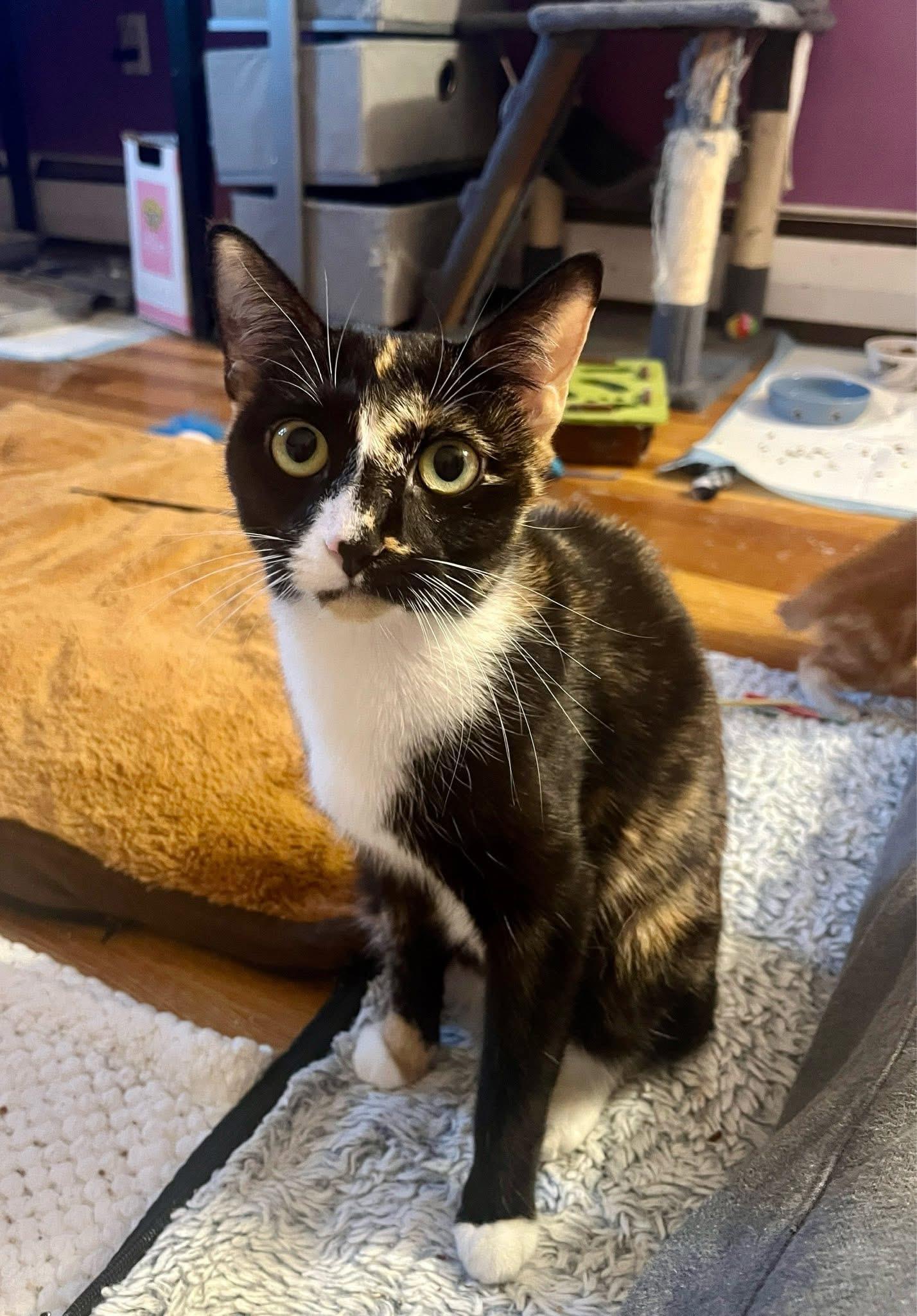 Chloe , adopted, Young Female Calico.