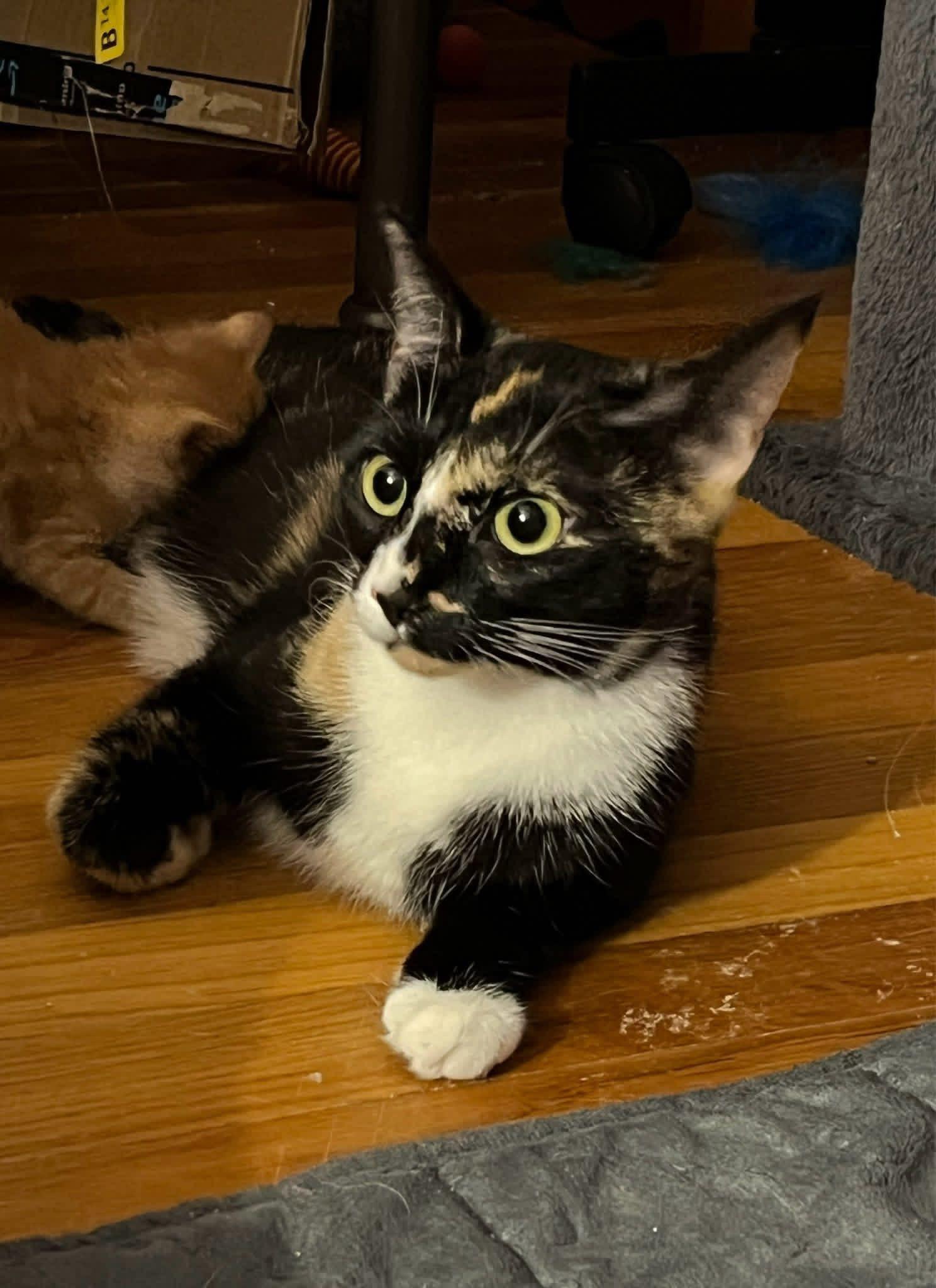 Enlarge Chloe , an adopted Calico in Enfield, CT image 2/3