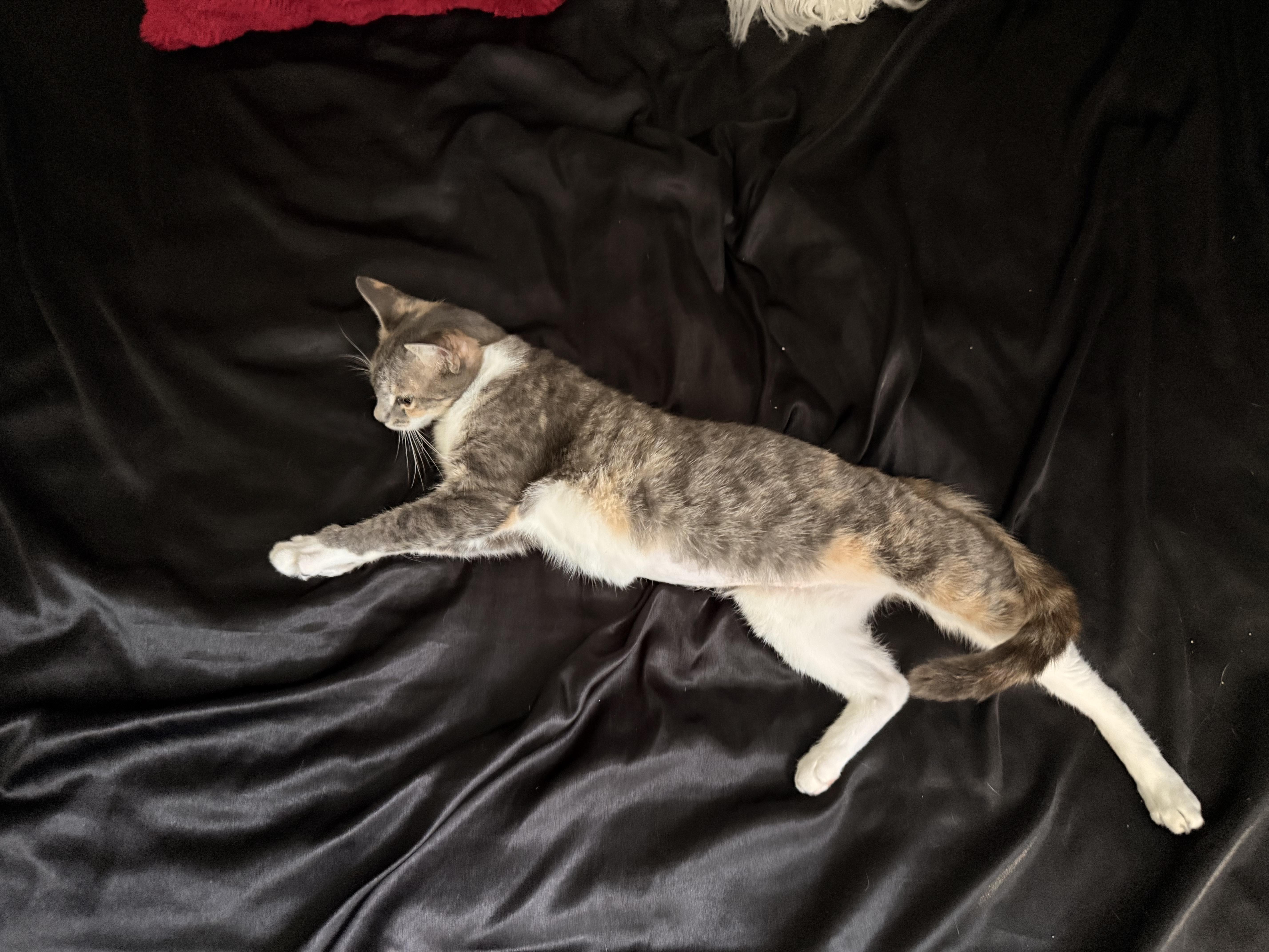 Bailey, a ADOPTABLE Domestic Short Hair in Boston, MA image 5/5