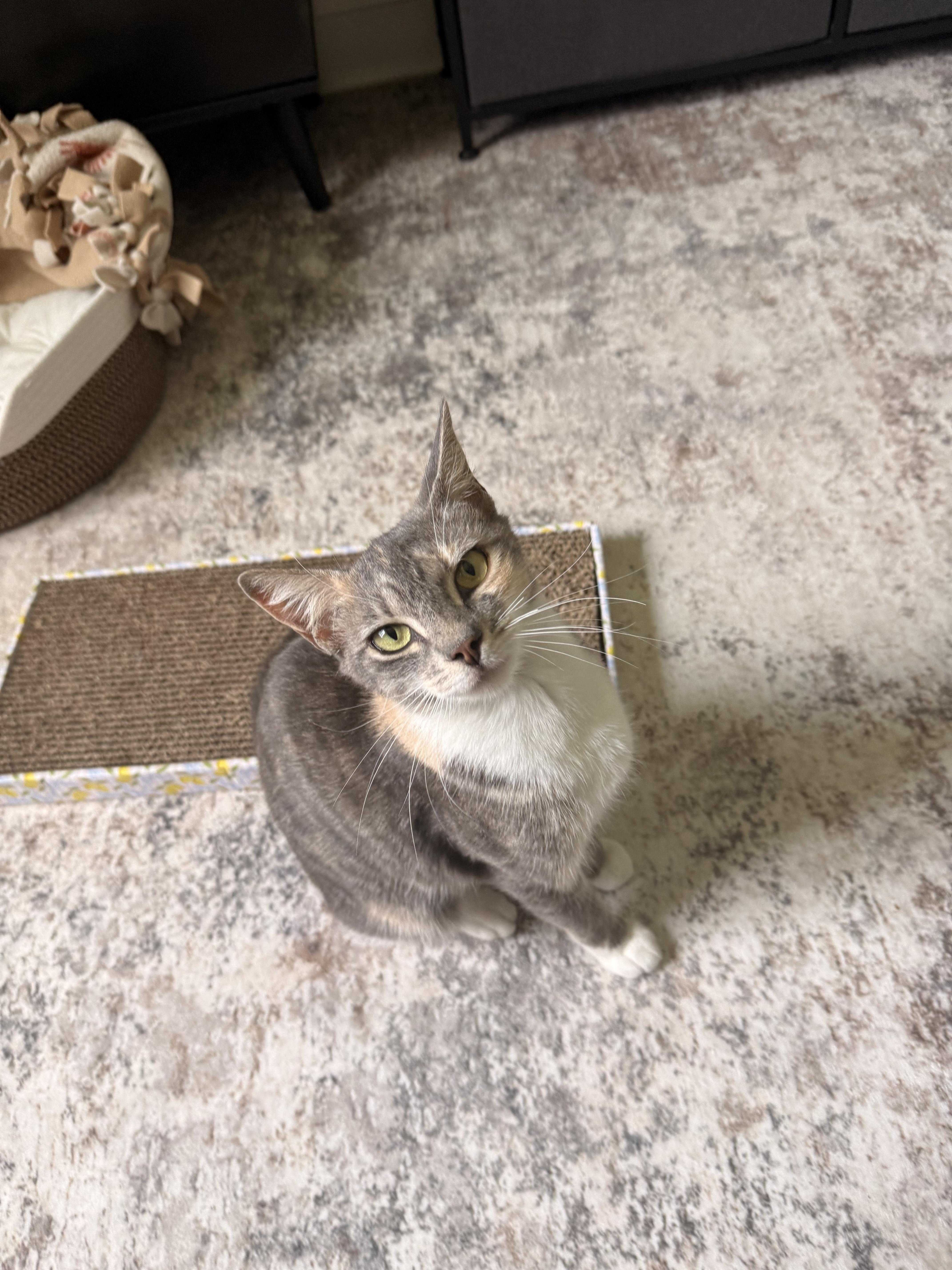 Bailey, a ADOPTABLE Domestic Short Hair in Boston, MA image 3/5