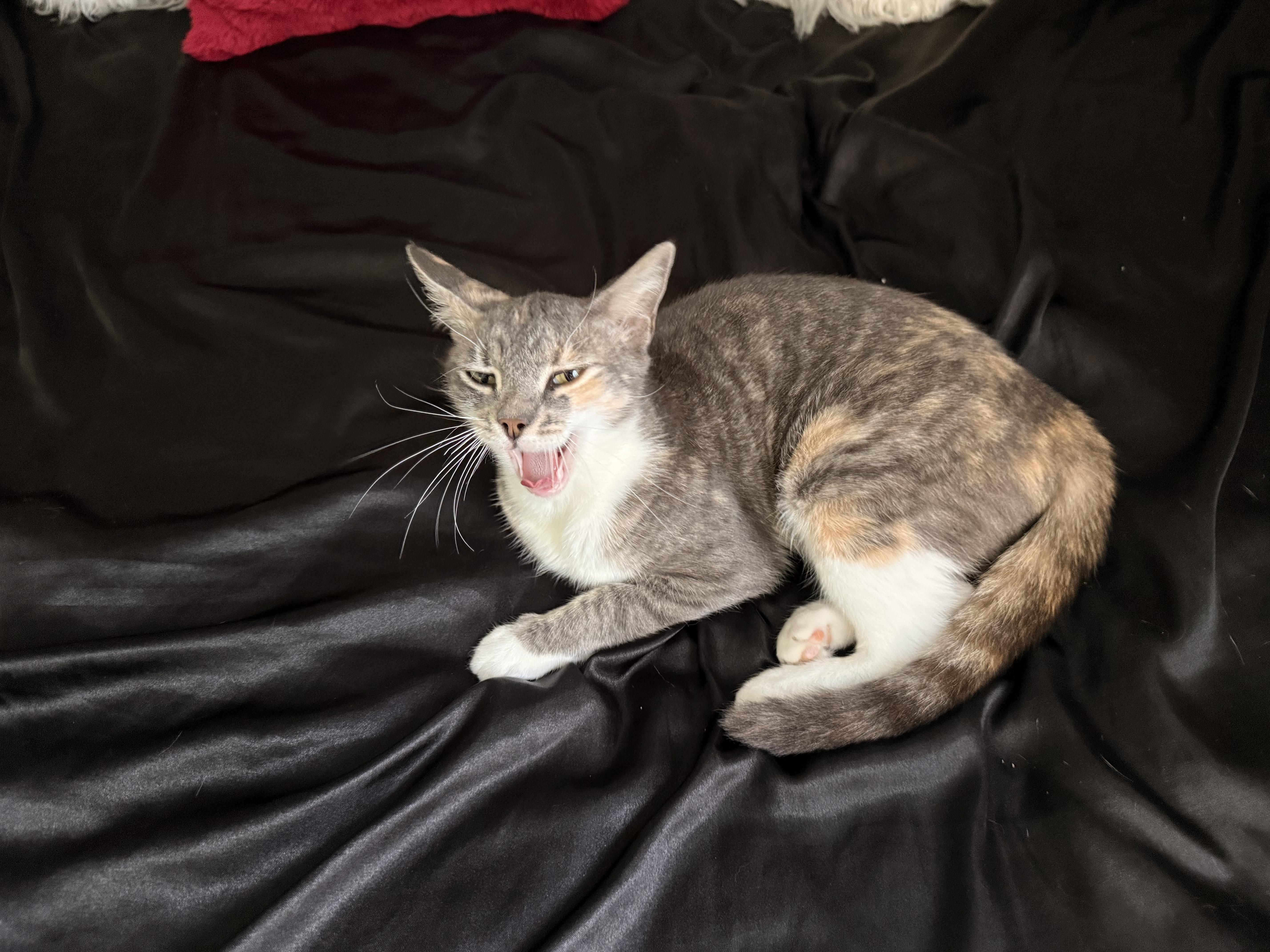 Bailey, a ADOPTABLE Domestic Short Hair in Boston, MA image 4/5
