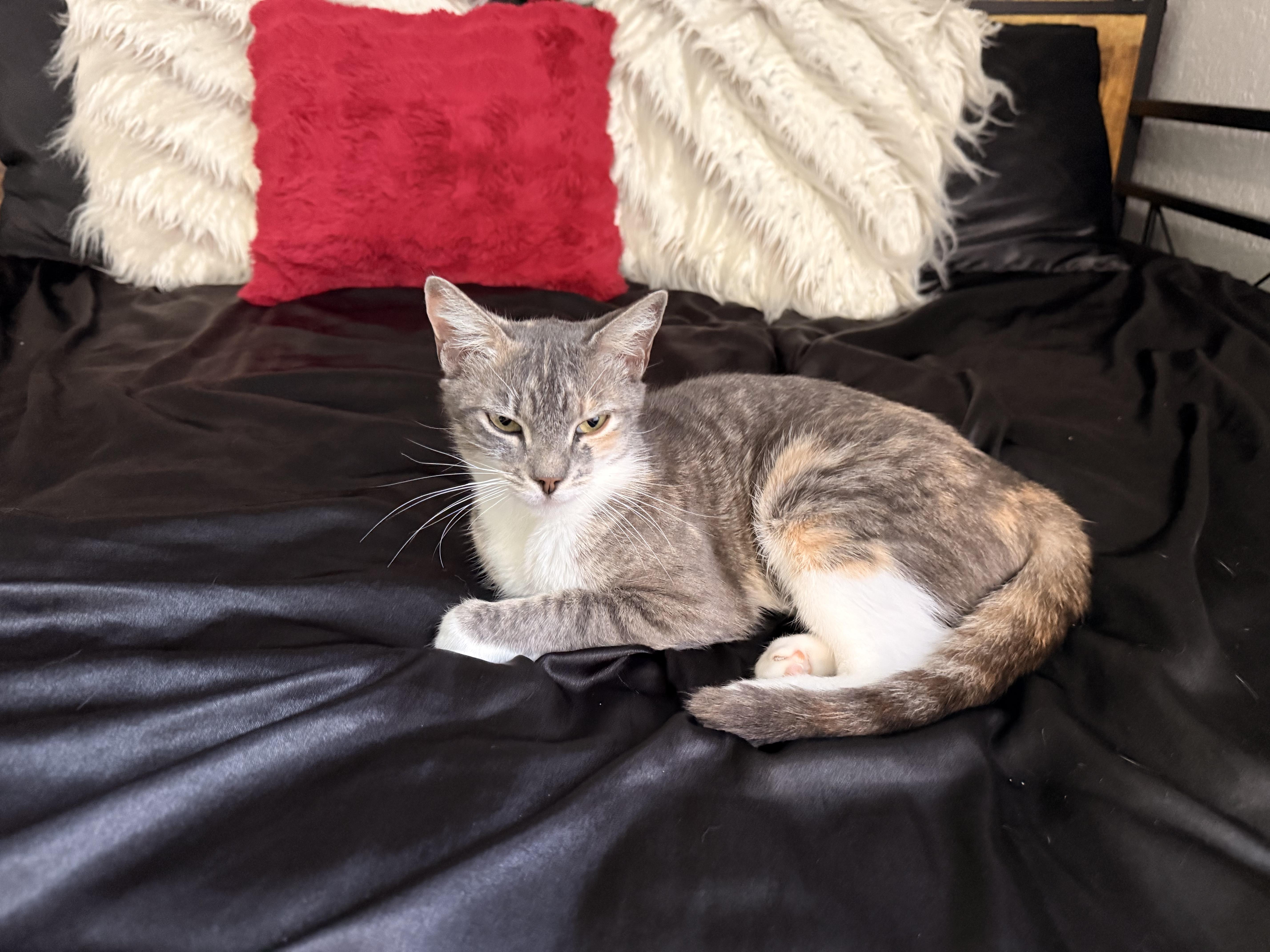 Bailey, a ADOPTABLE Domestic Short Hair in Boston, MA image 2/5