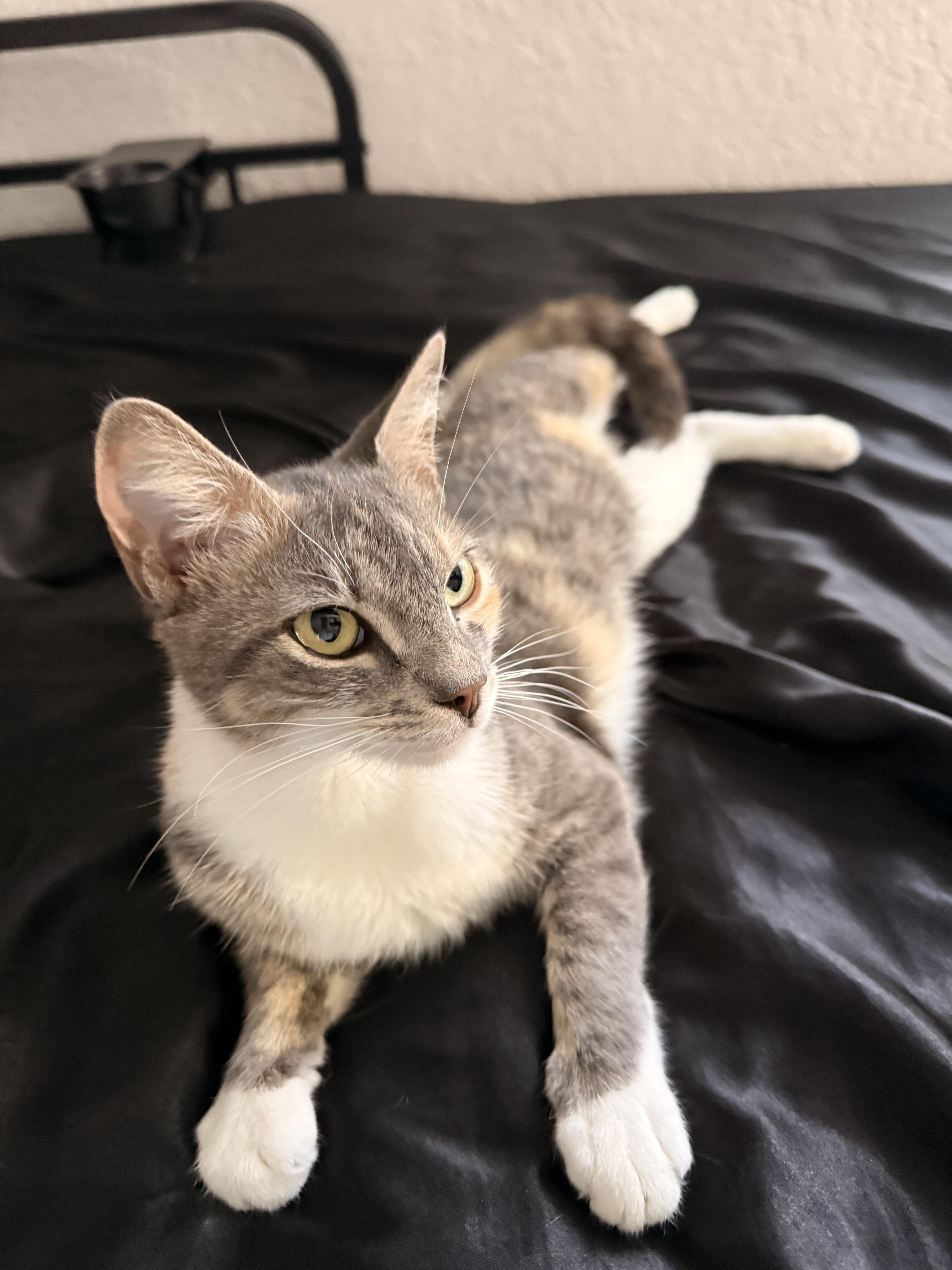 Bailey, ADOPTABLE, Young Female Domestic Short Hair.