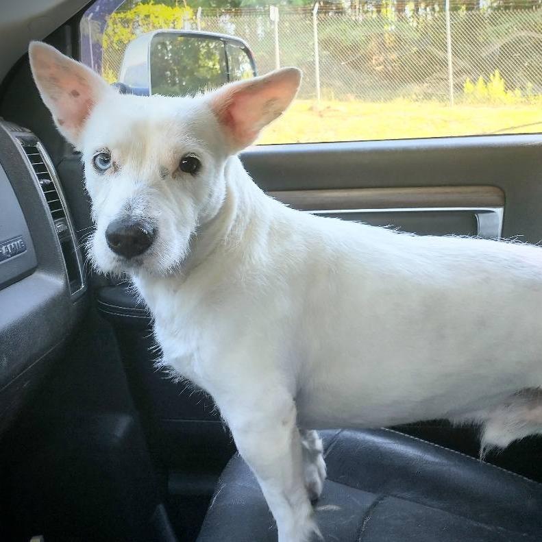 Enlarge Clark, a Adoptable mixed breed in Enterprise, AL image 1/1