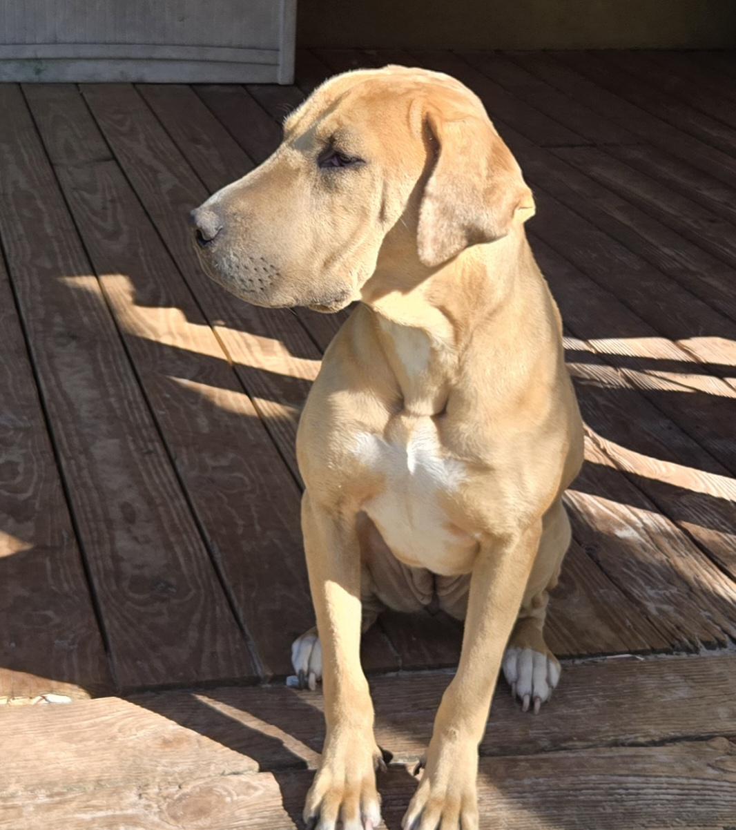 Enlarge Dottie, a Adoptable mixed breed in Saint Augustine, FL image 2/2