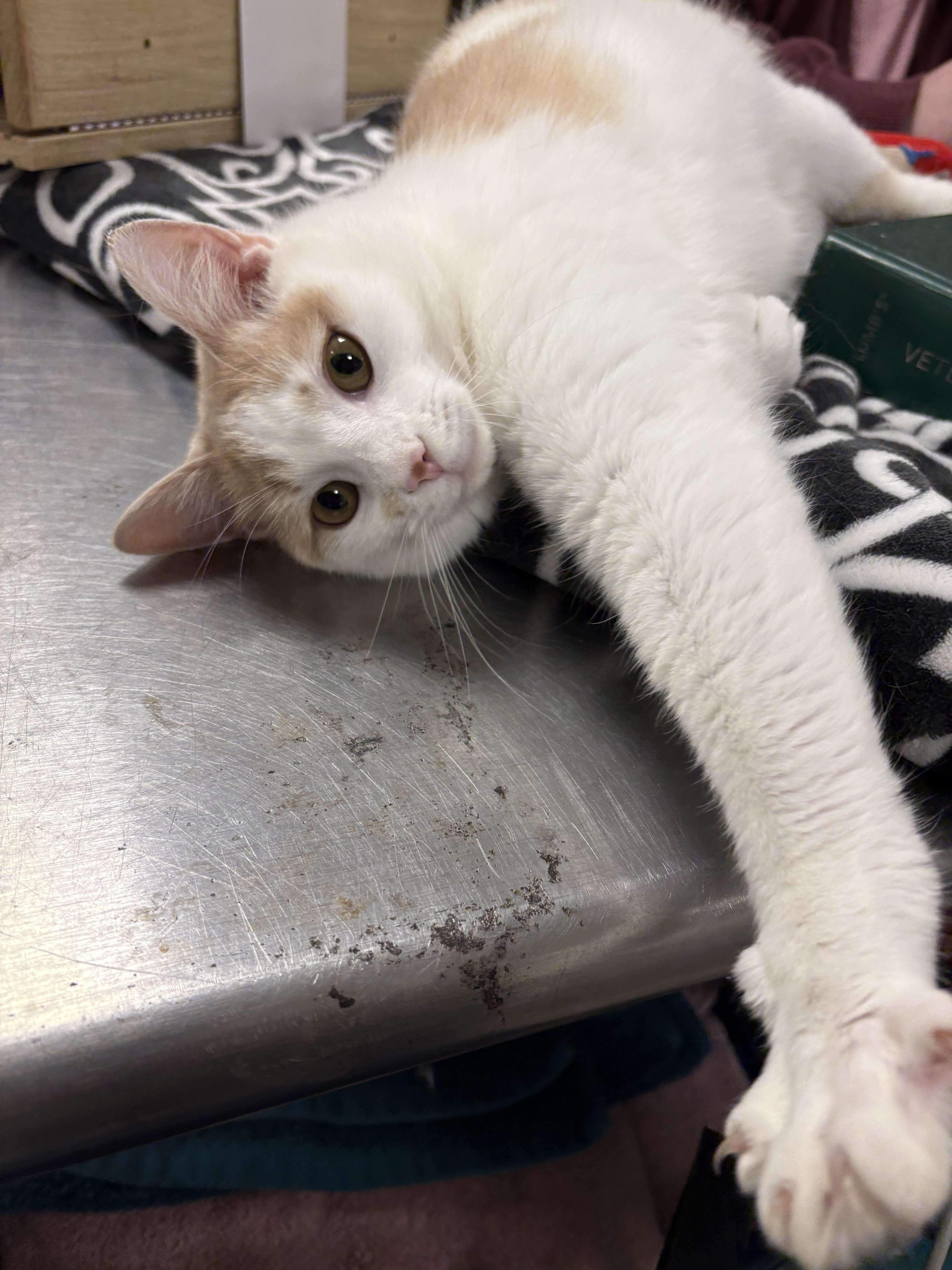 Enlarge Latte, a Adoptable Domestic Short Hair in Saltville, VA image 2/3