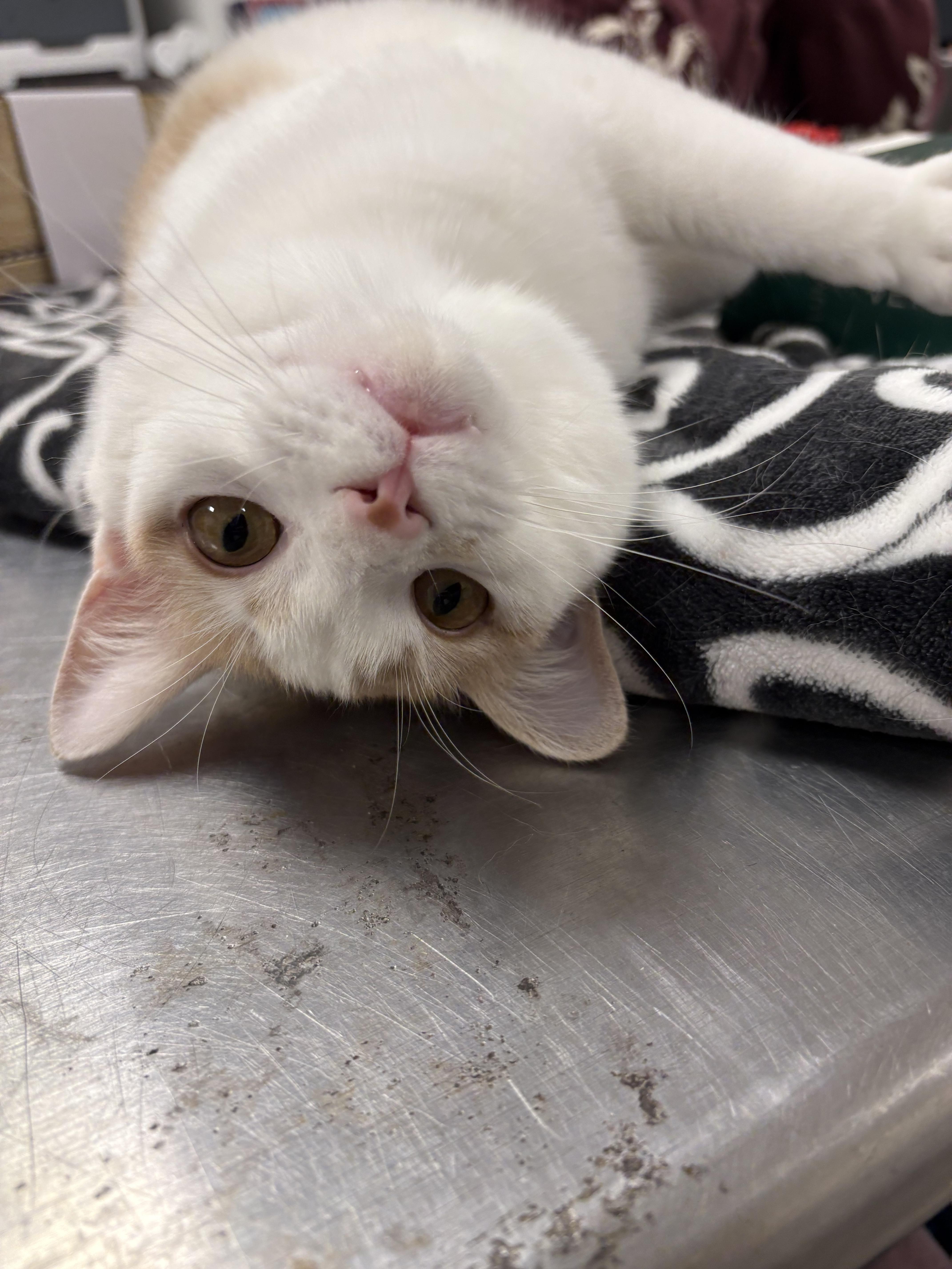 Enlarge Latte, a Adoptable Domestic Short Hair in Saltville, VA image 3/3