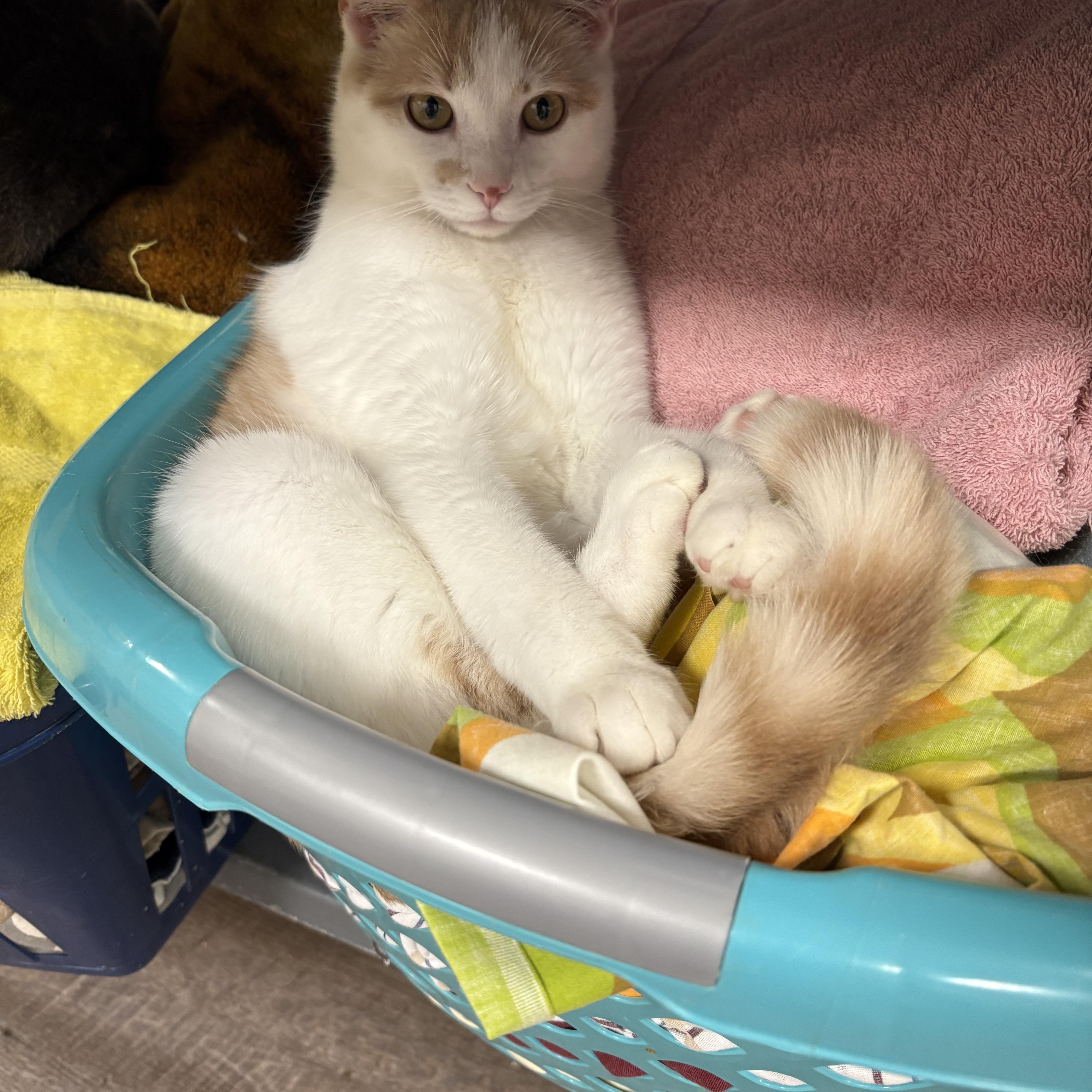 Enlarge Latte, a Adoptable Domestic Short Hair in Saltville, VA image 1/3