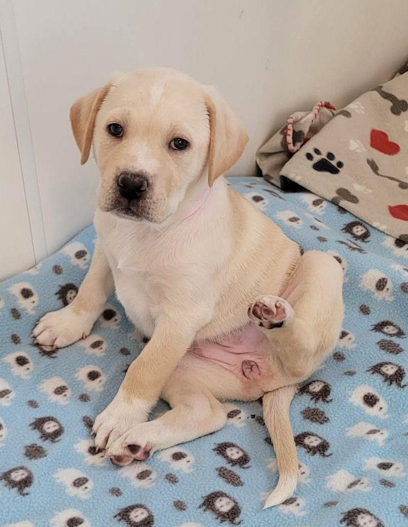 Thalia, a Adoptable mixed breed in West Des Moines, IA image 2/2