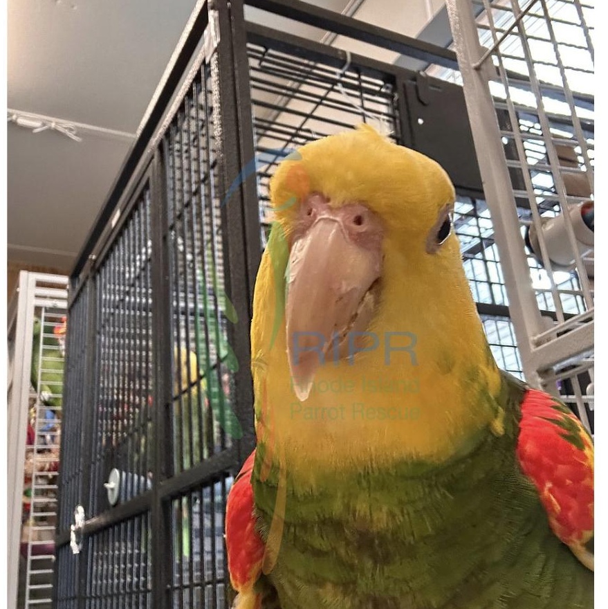 Enlarge Olivia (Lala), a Adoptable Amazon in Warwick, RI image 3/6