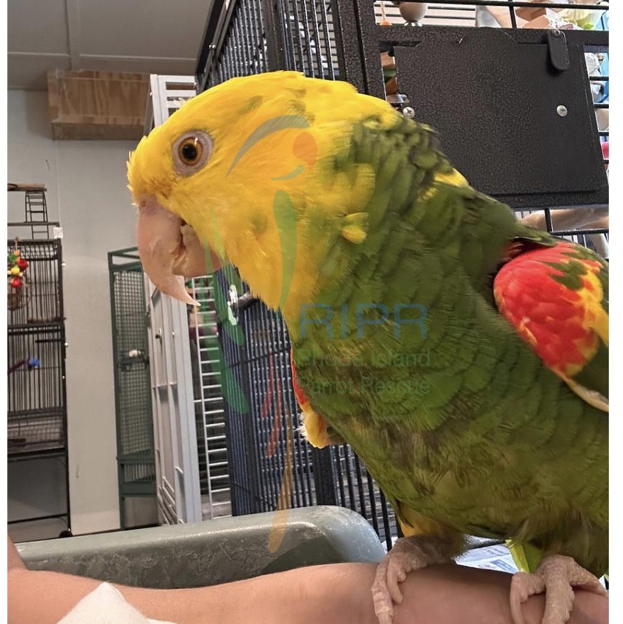 Enlarge Olivia (Lala), a Adoptable Amazon in Warwick, RI image 4/6