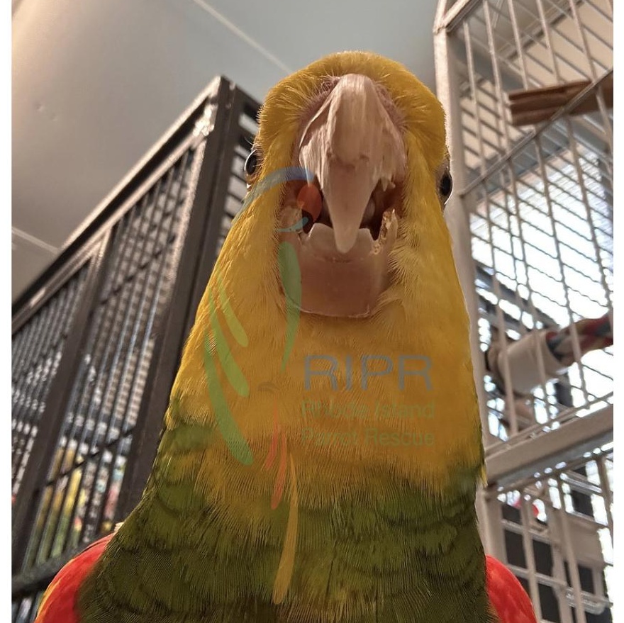 Enlarge Olivia (Lala), a Adoptable Amazon in Warwick, RI image 5/6